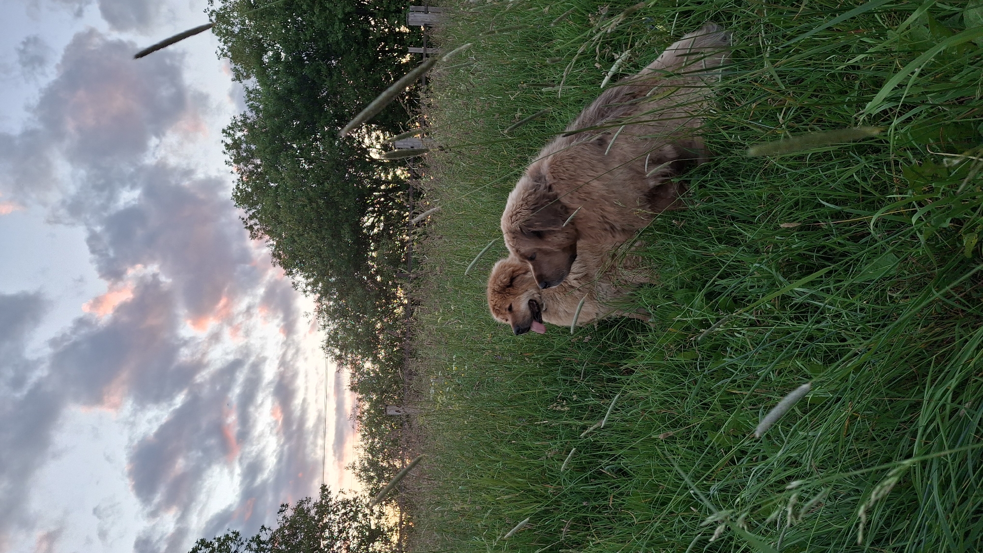 Evening dog walk through a grassy field at dusk, Timmolovo