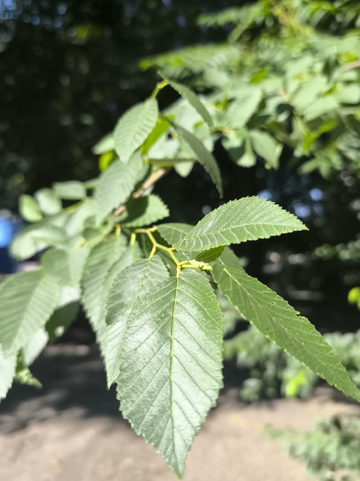 Dnipro neighborhood: cherries, playgrounds, and active construction