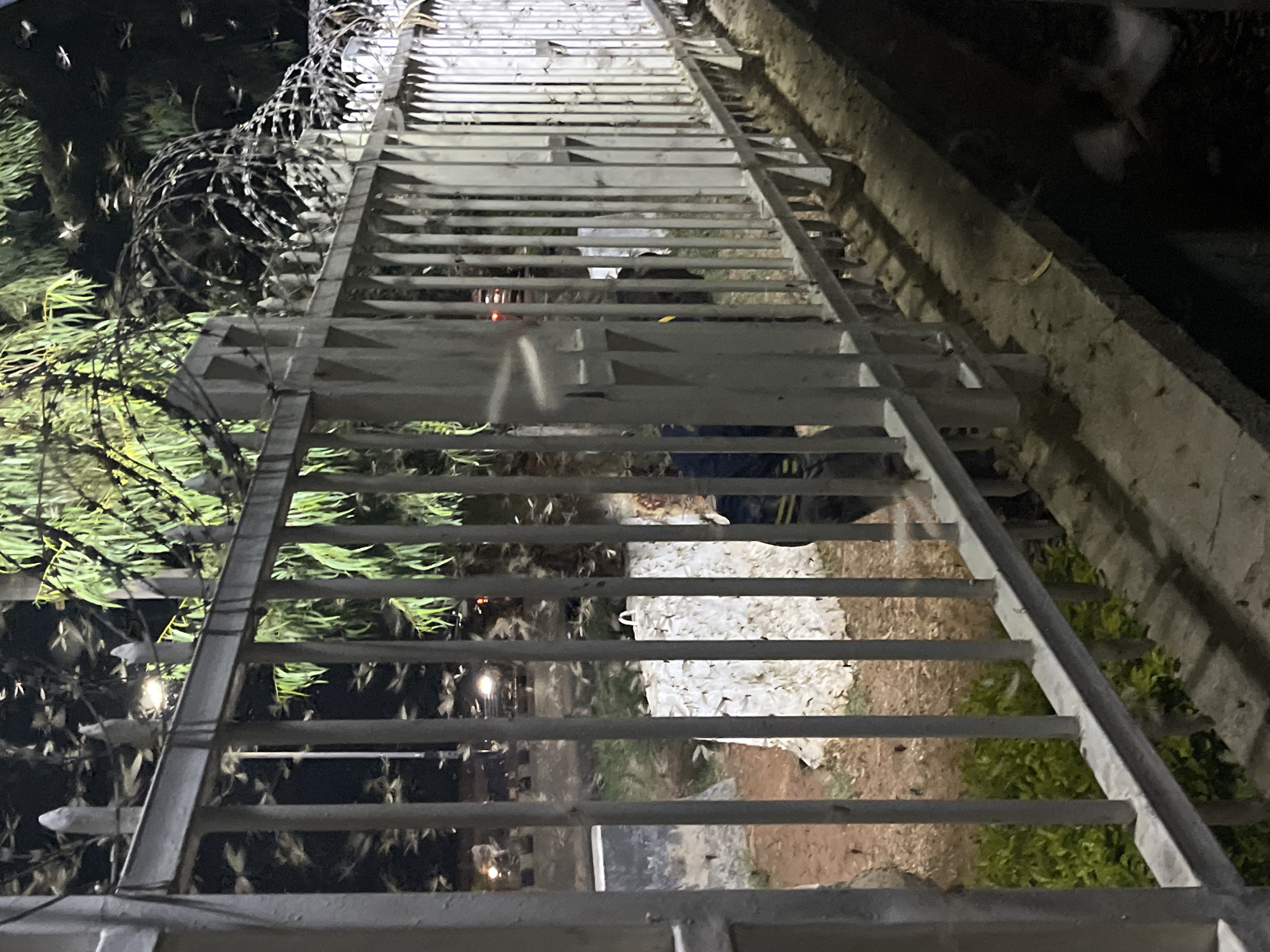 Nighttime insect swarm draws collectors in Jos, Nigeria
