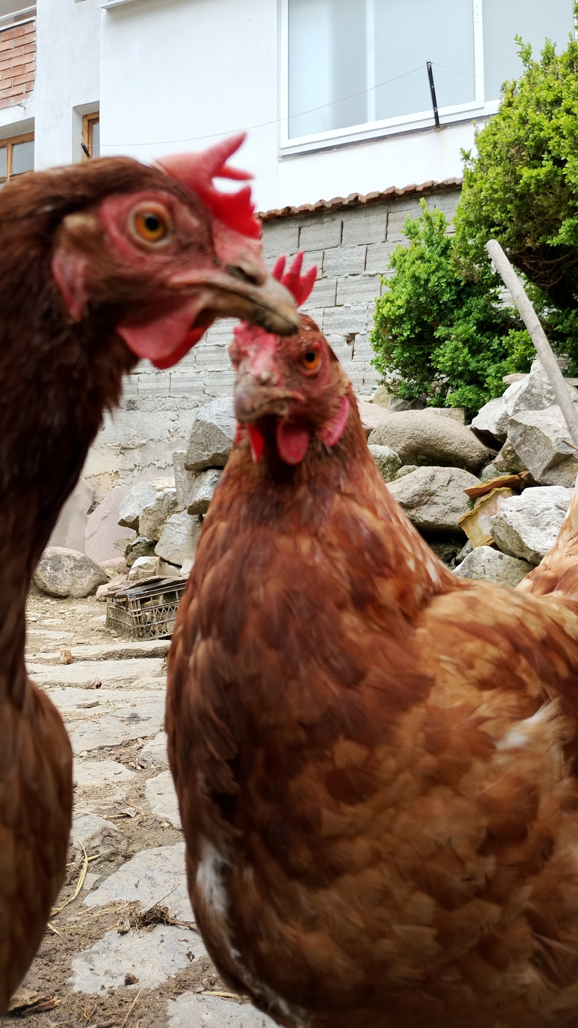 Summer morning garden scenes documented in Smolyan, Bulgaria