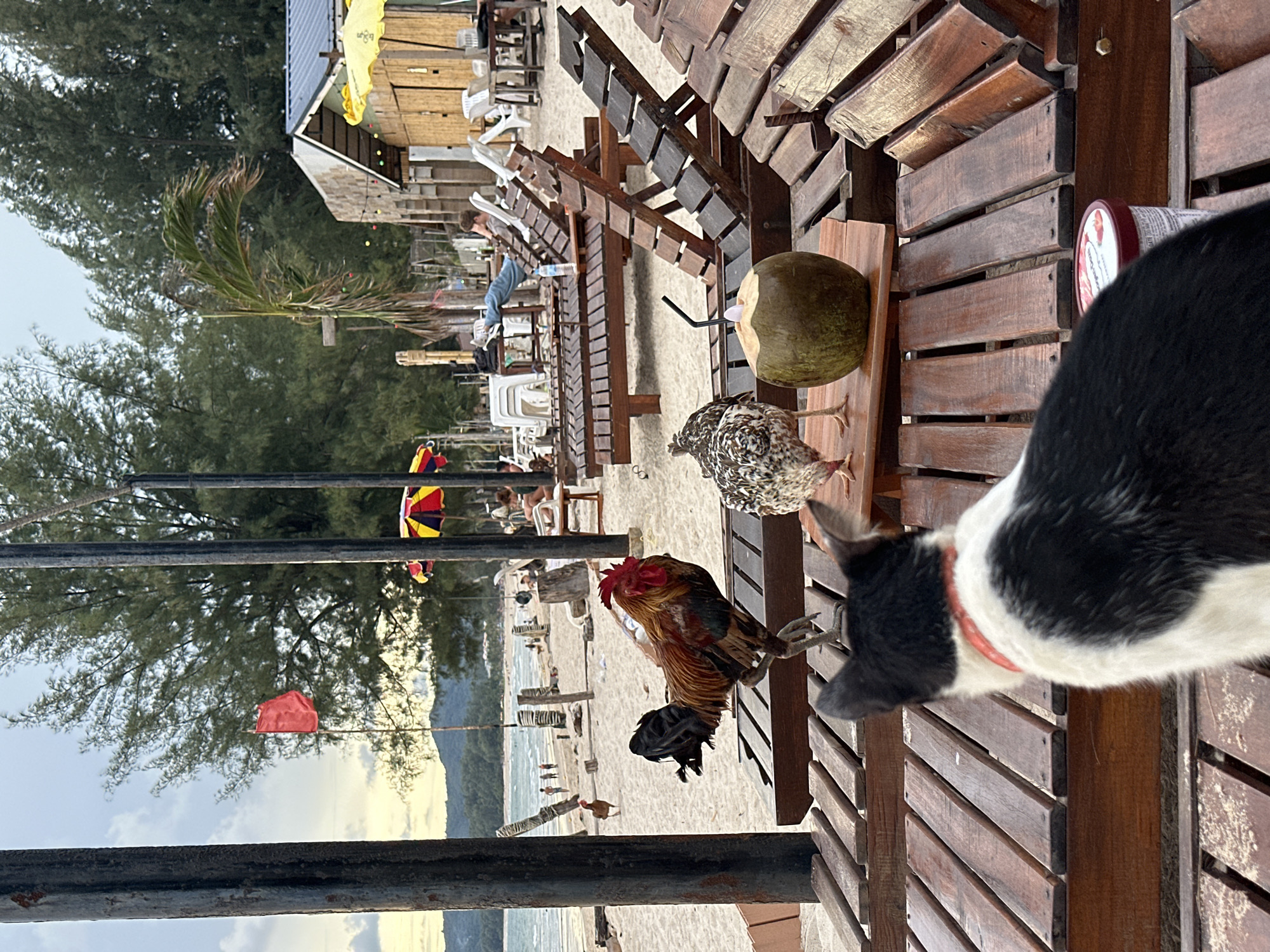 Beach cats, roosters, and a horse ride on a cloudy day