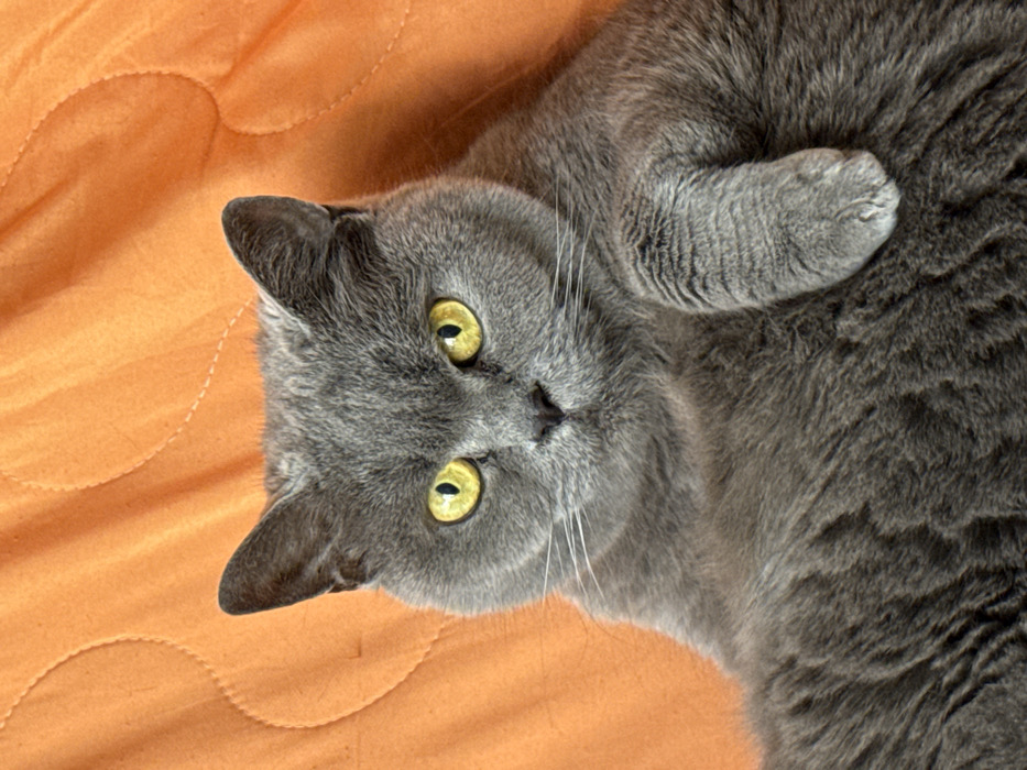 Grey cat photographed in close-up shots in Rishon LeZion