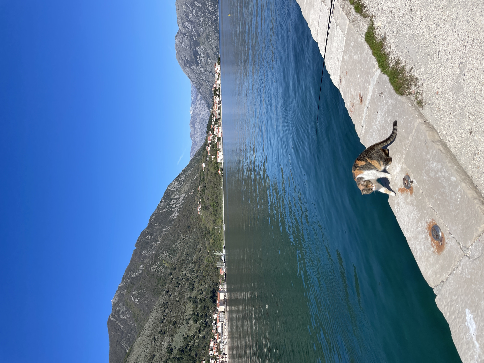 Cats spotted along Bay of Kotor waterfront in Montenegro