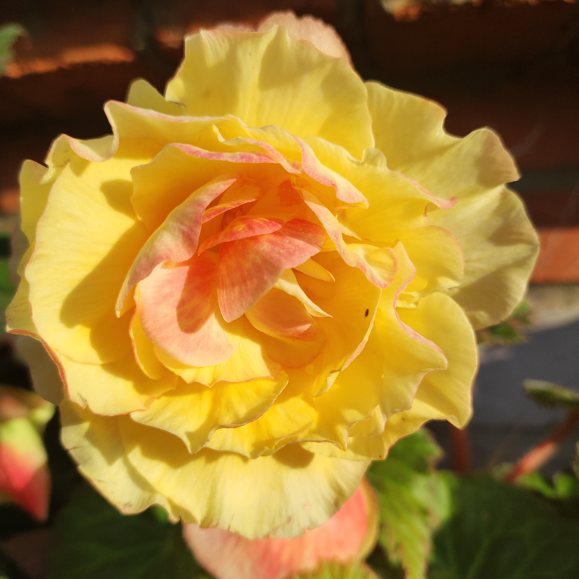 Close-up garden flower photography across a dozen blooming varieties.