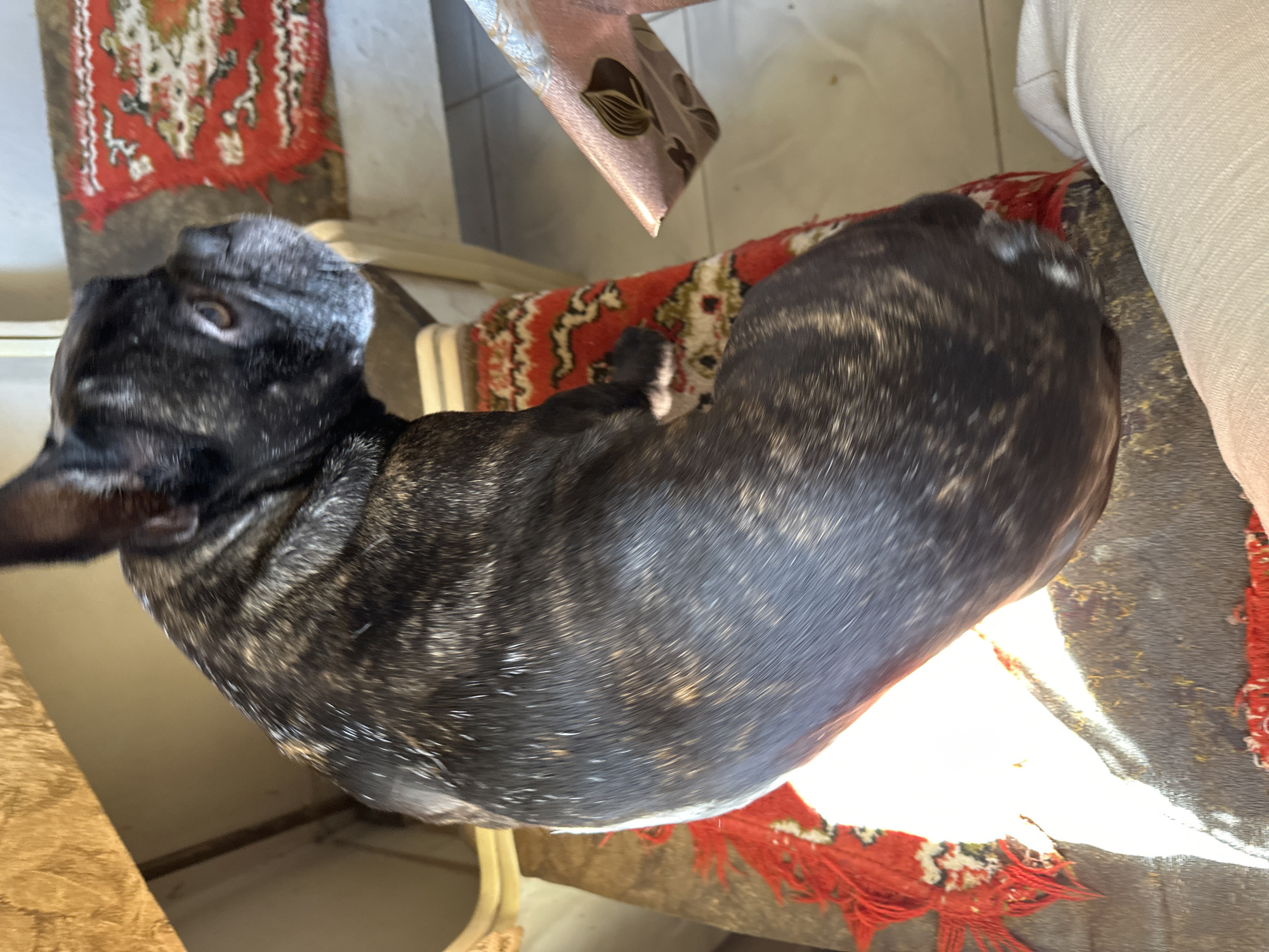 French Bulldog sits on chair in Yerevan home