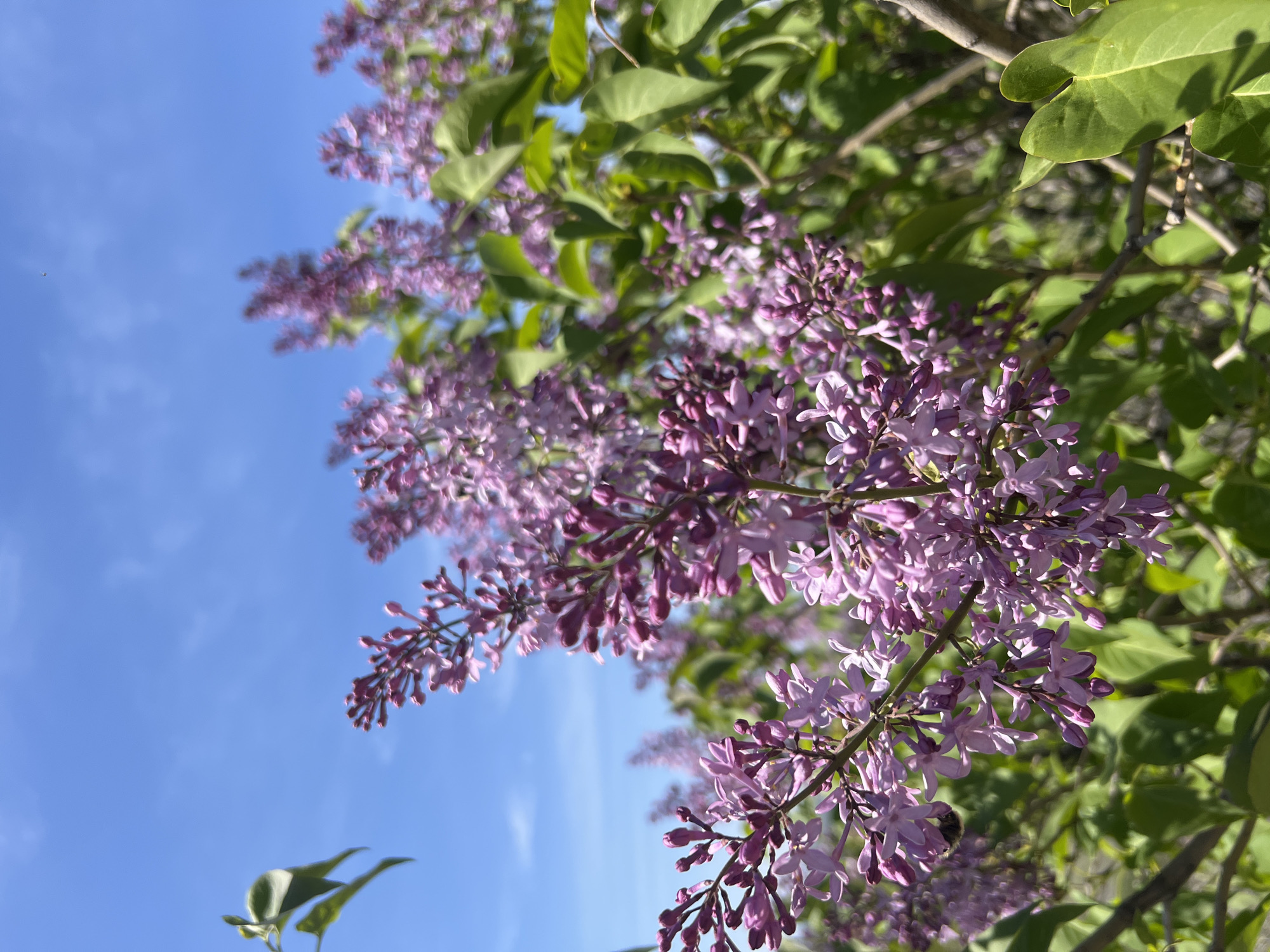 Lilac blooms captured in spring display in Markovo, Bulgaria