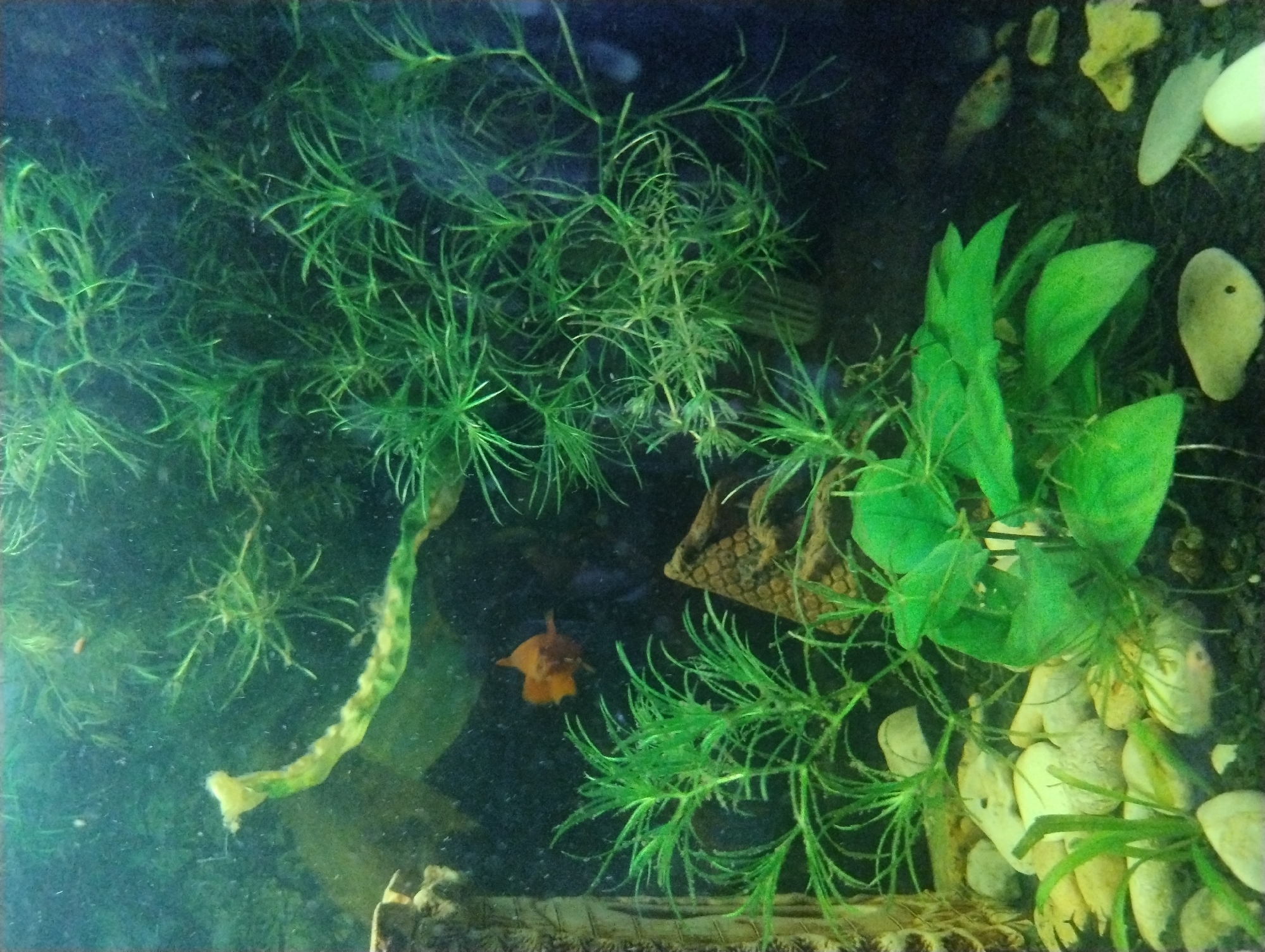 Aquarium life documented in Kropyvnytskyi featuring decorative castle and fish