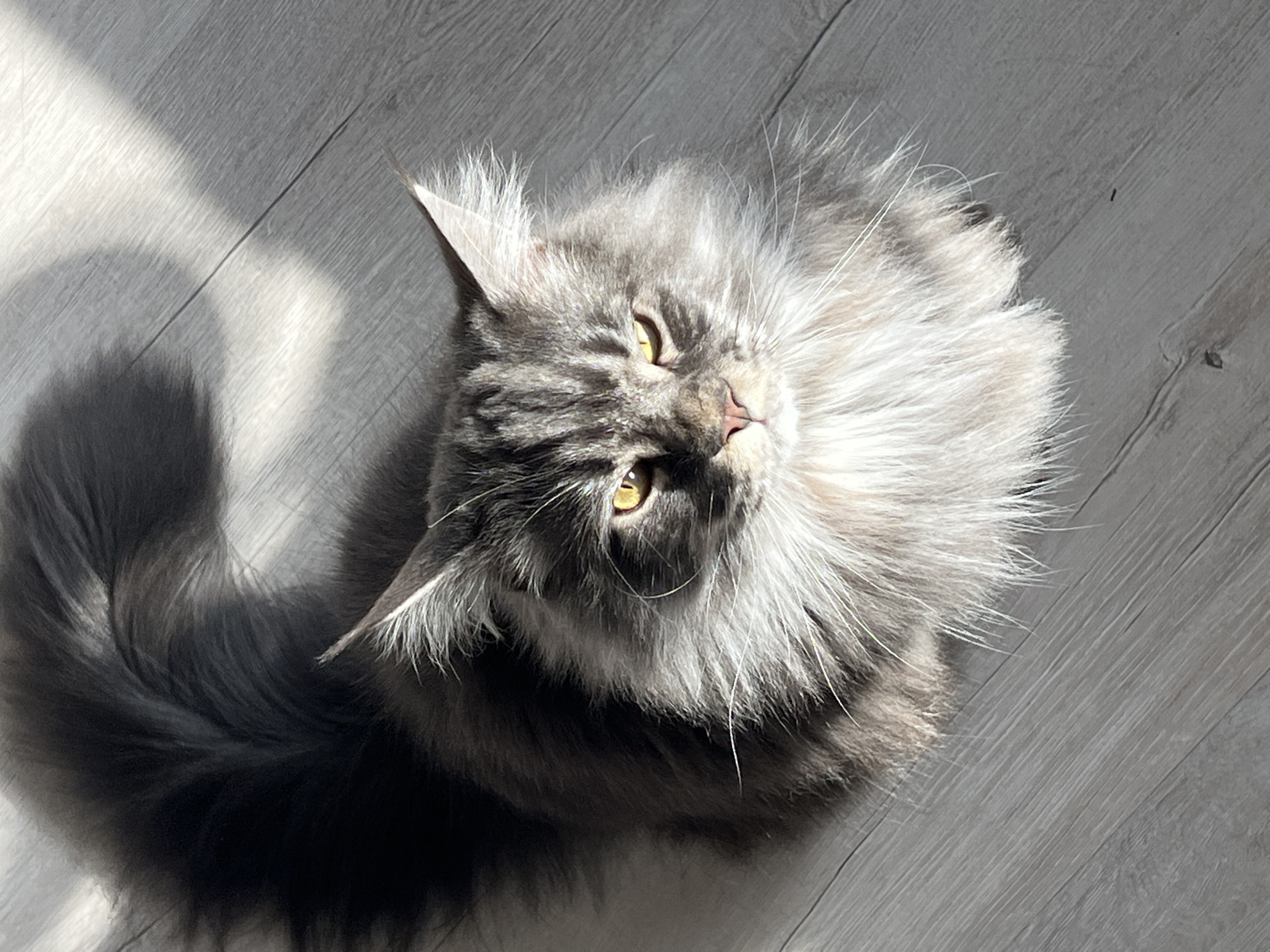 Early morning cat photography session captured in Ternopil