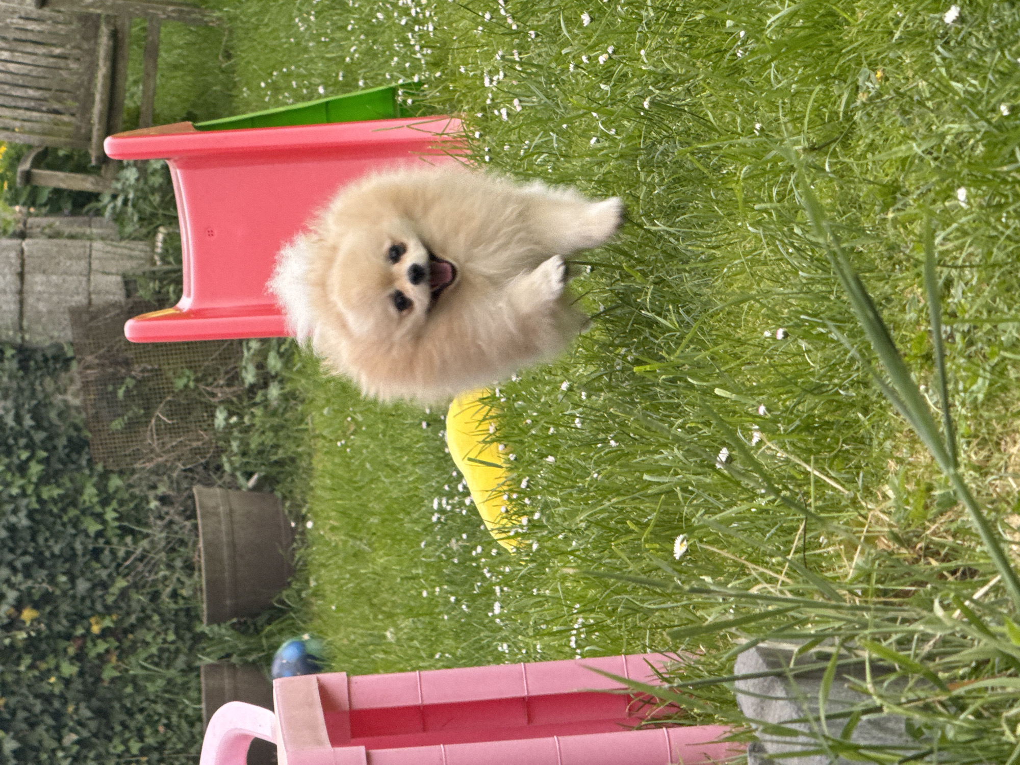 Pomeranian dog enjoys sunny afternoon in German garden