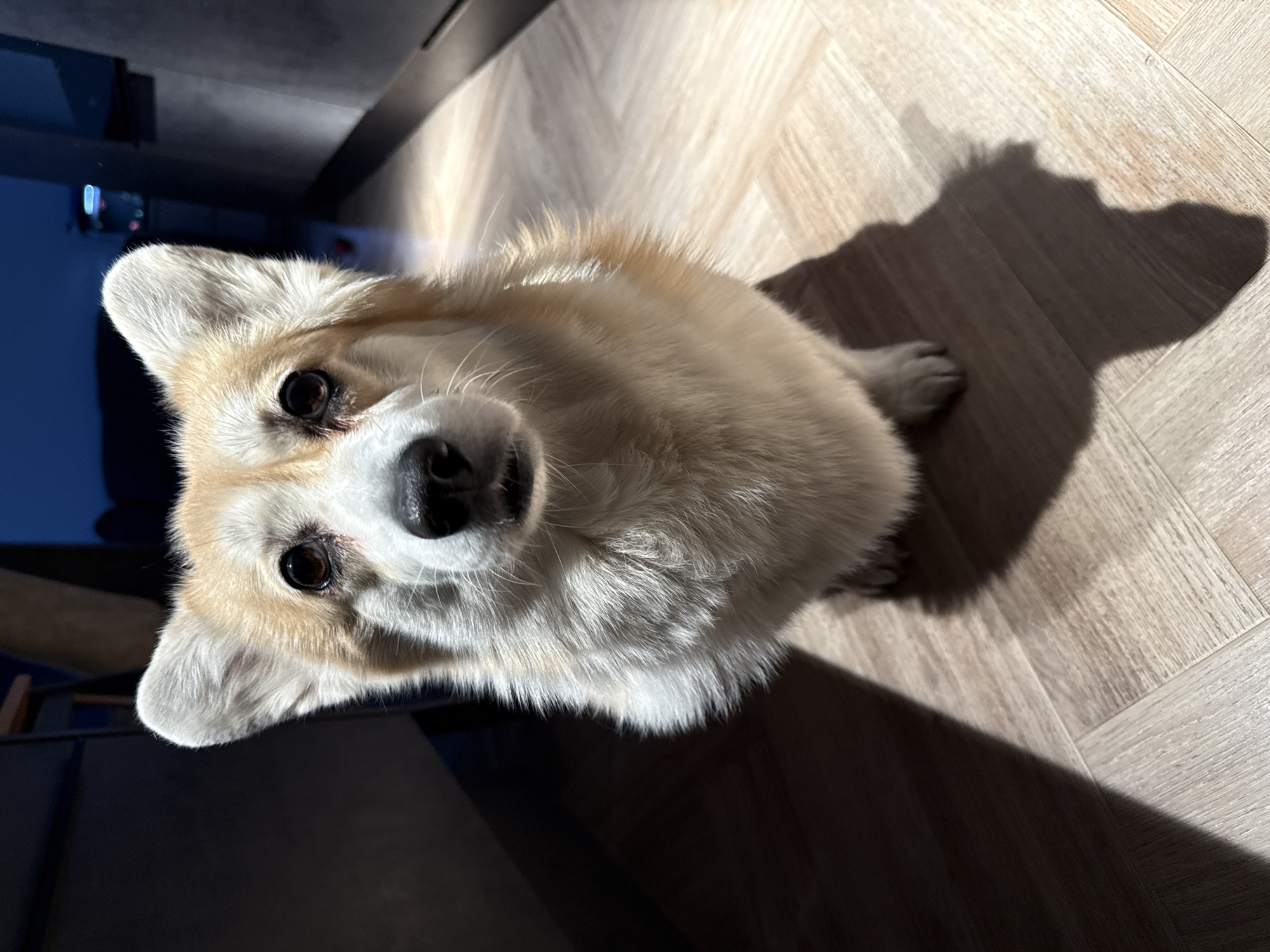 Corgi spotted indoors looking upward in Krasnoyarsk home