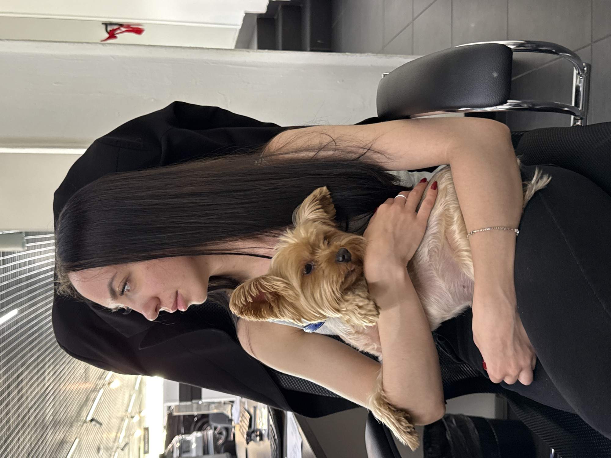 Yorkshire Terrier held and cuddled in Nizhny Novgorod office setting