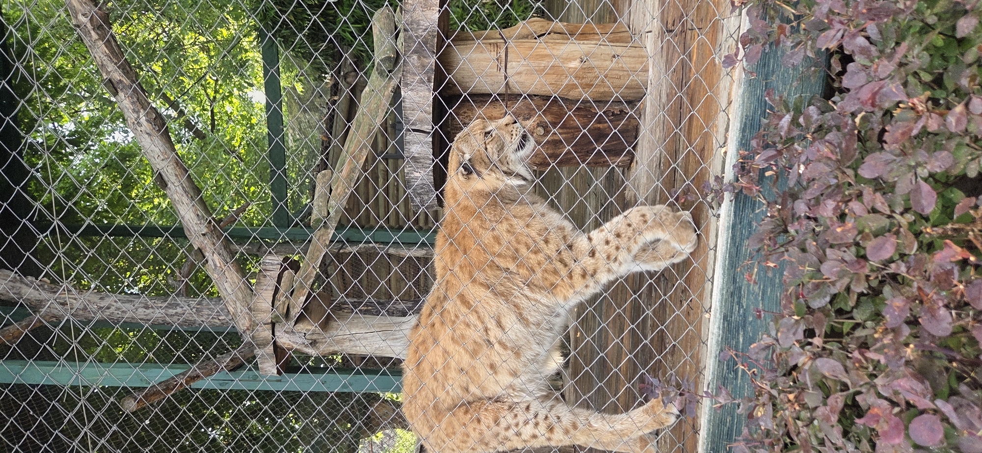 Wide-ranging zoo visit with big cats, bears, birds, and more
