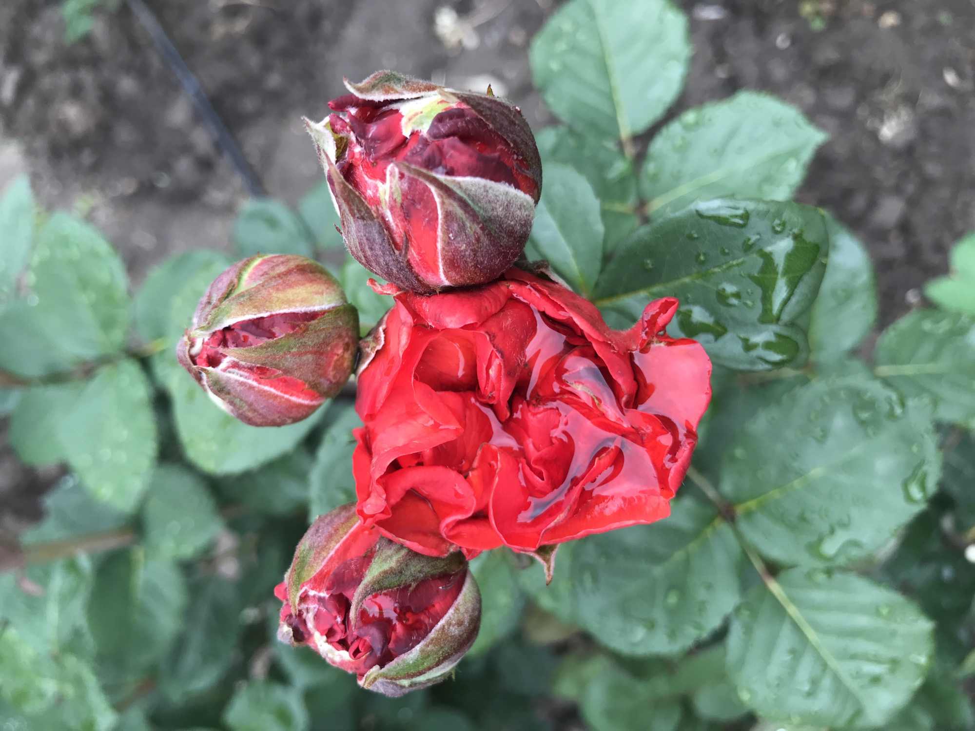 Witness documents rain-kissed roses blooming in post-war Kherson