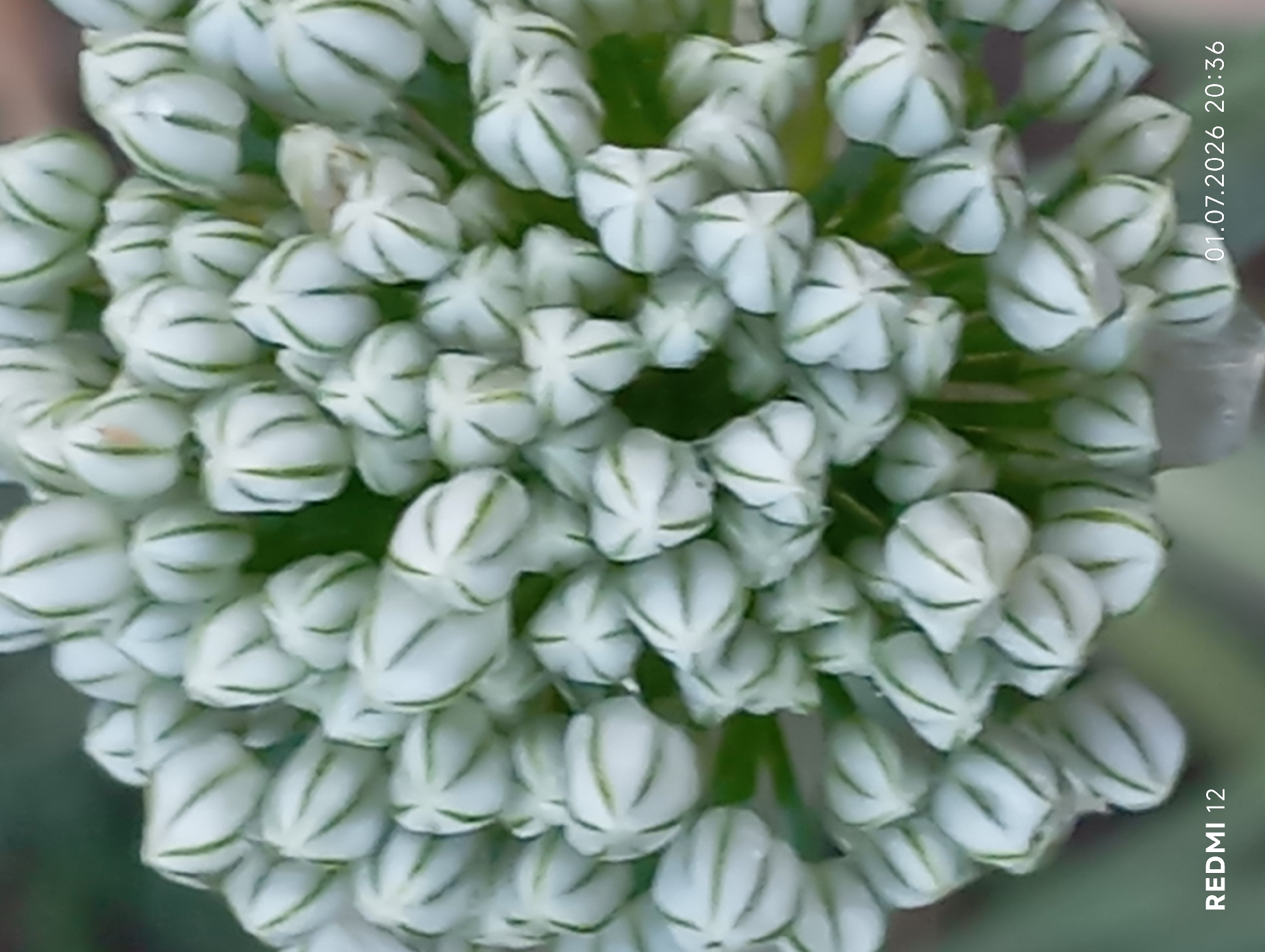 Summer macro photography of flowers, insects, and garden life in Smila