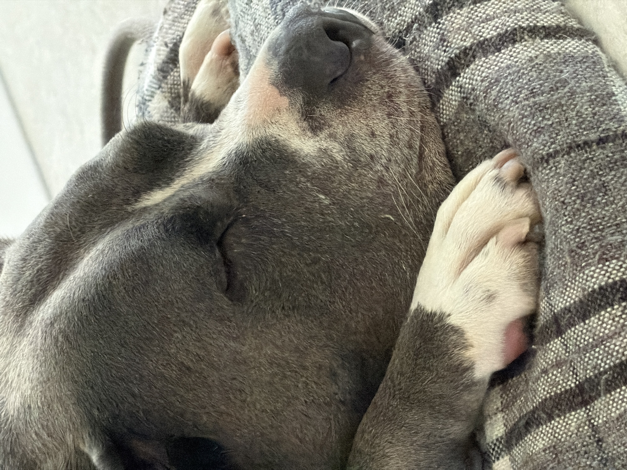 Sunday brunch and napping dog in Junglinster
