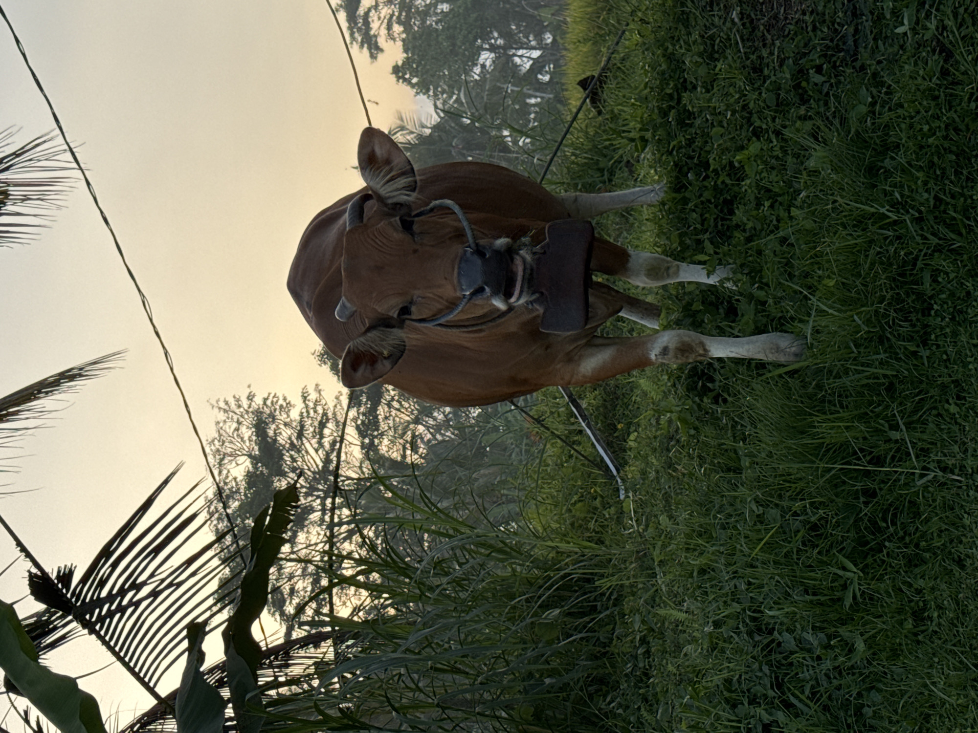 Sunrise over Bali rice fields, with cattle and smoldering crop debris