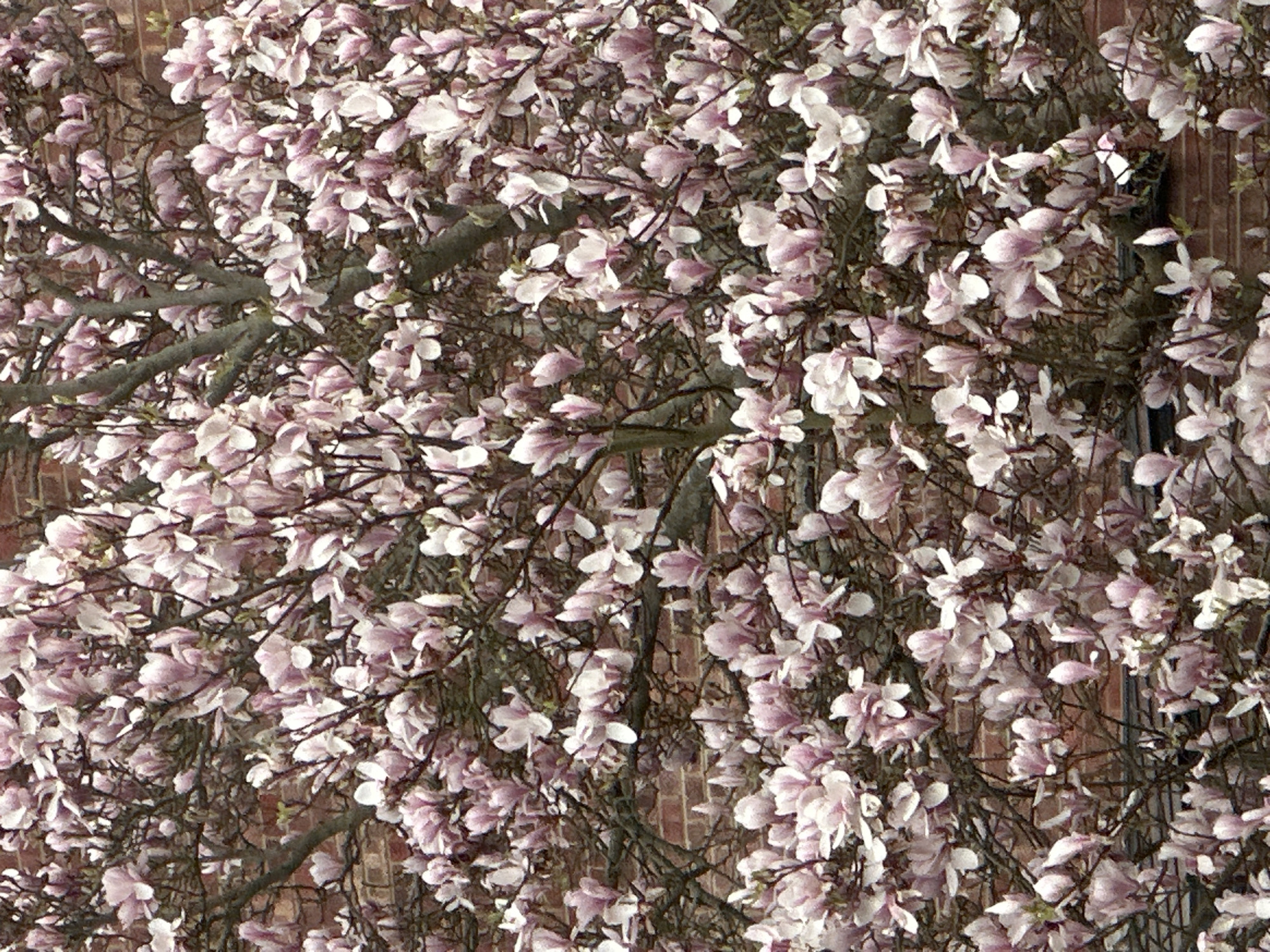 Spring magnolia blooms observed alongside vehicle passenger in Wealden