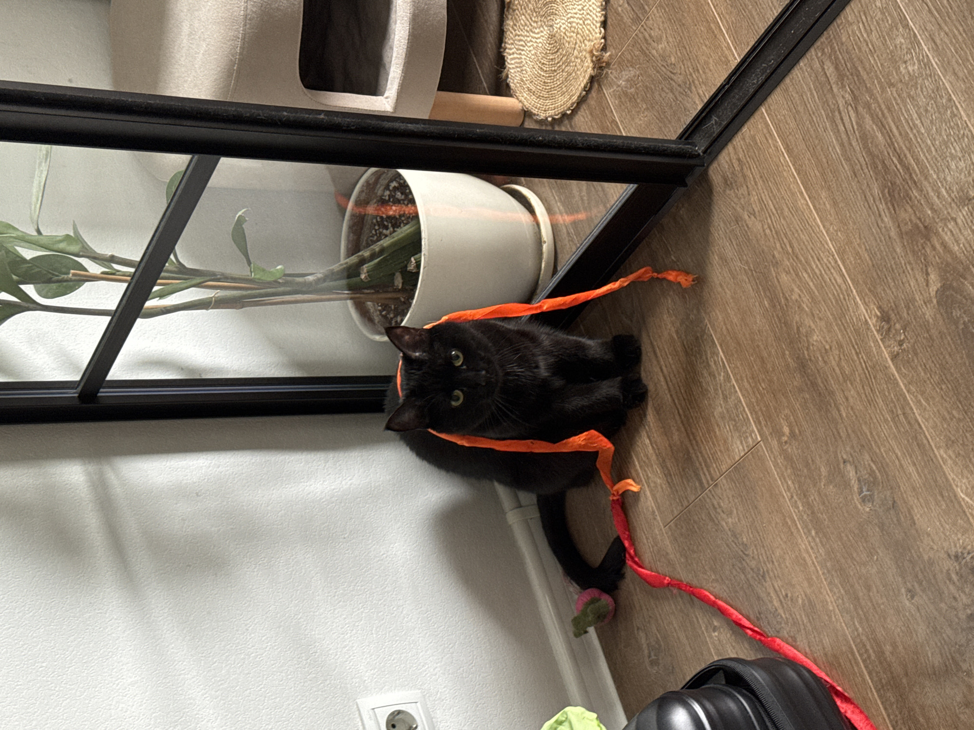 Moscow morning cat playtime with ribbons and cuddles