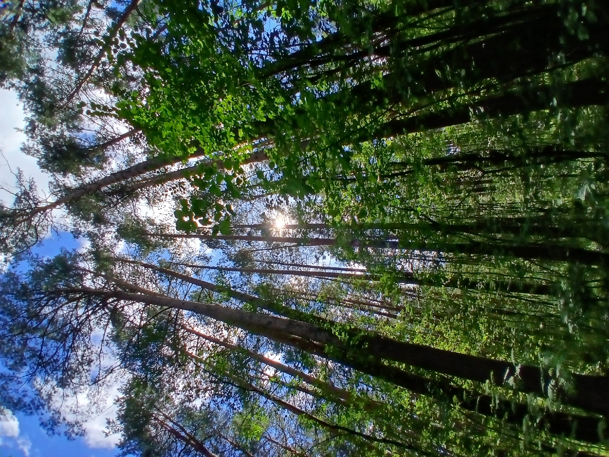 Forest canopy and road reflections near Yekaterinburg