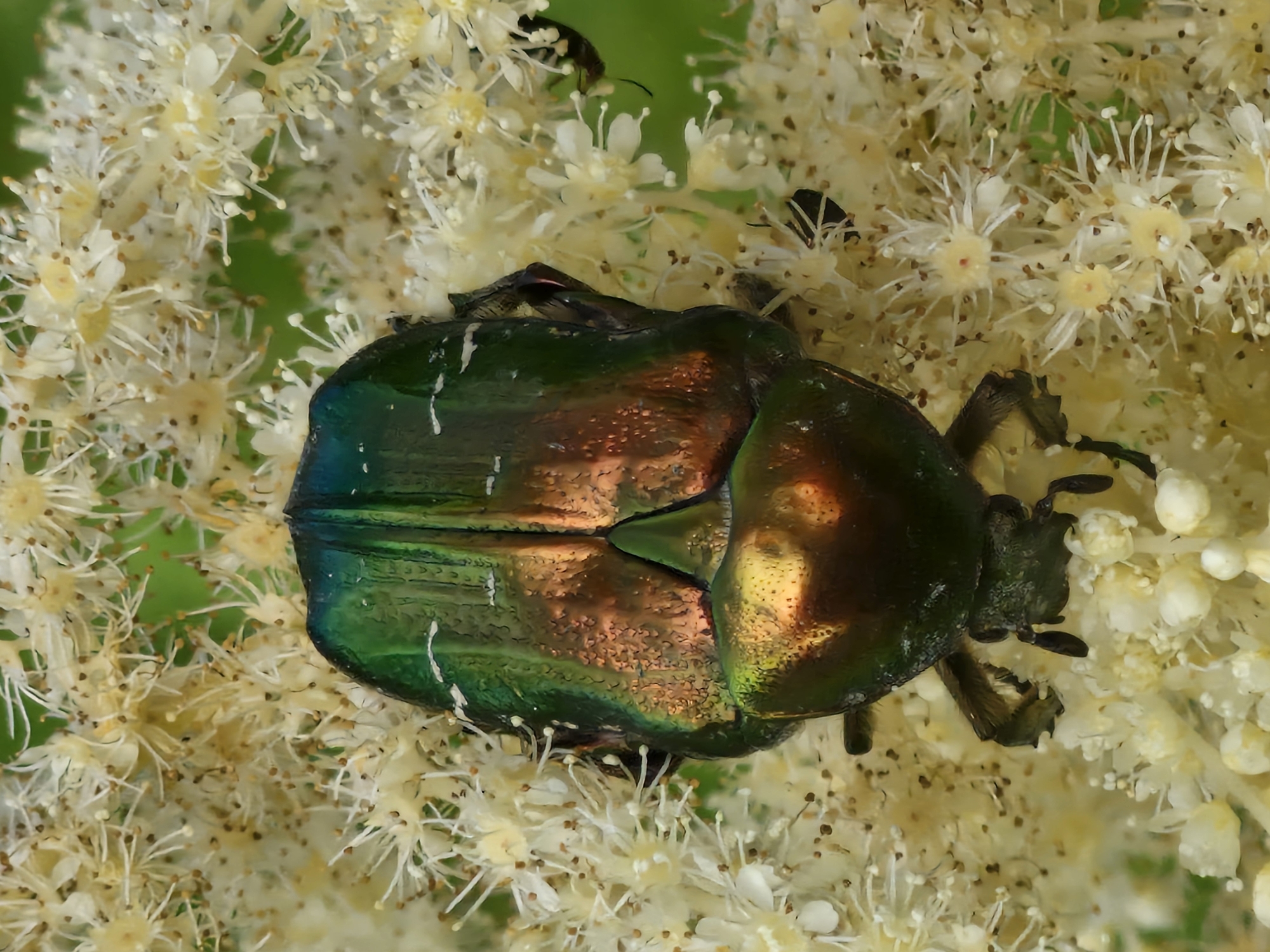 Iridescent green beetles and a bumblebee on white feathery flowers