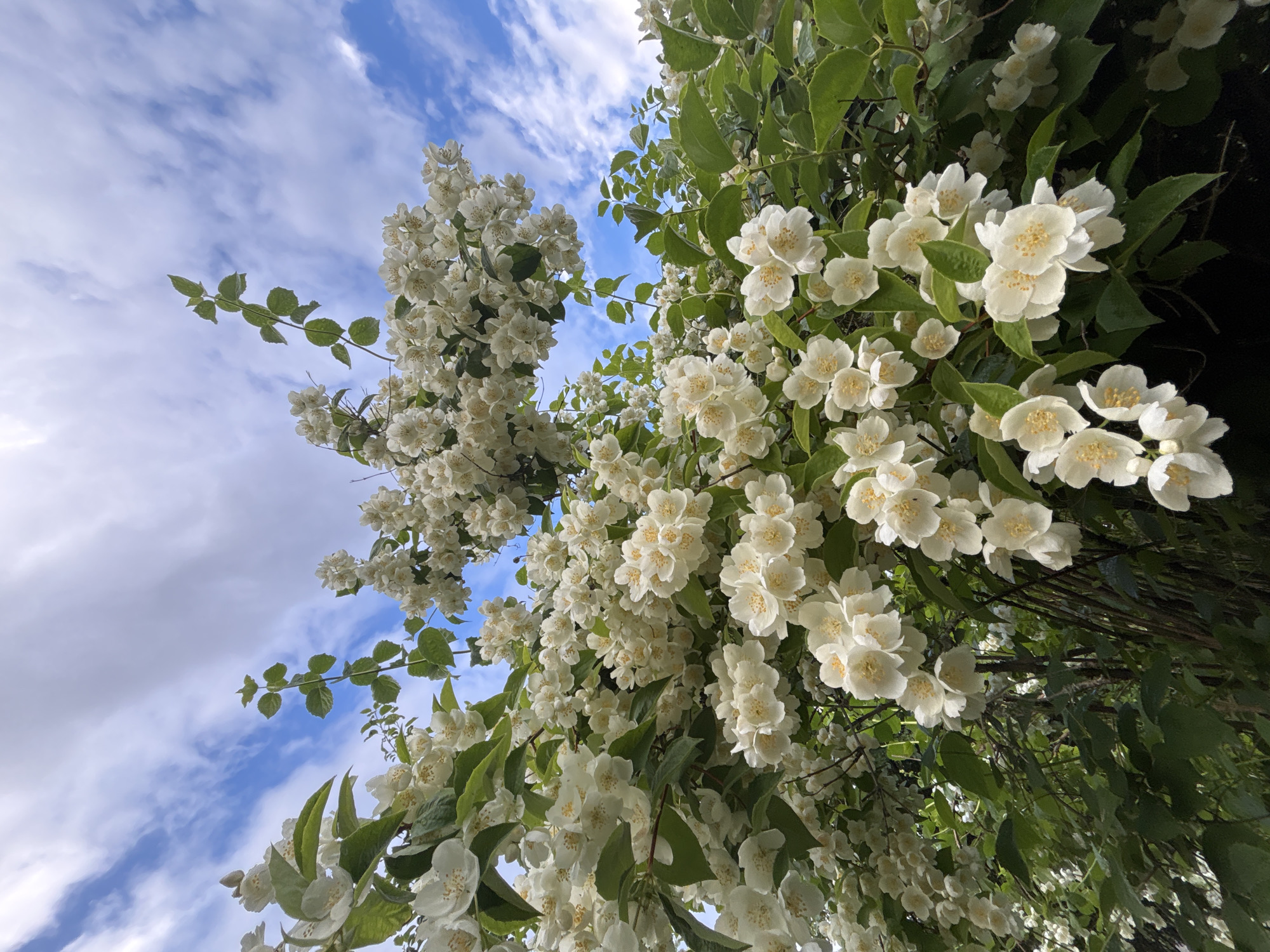 Jasmine in bloom against a Latvian summer sky