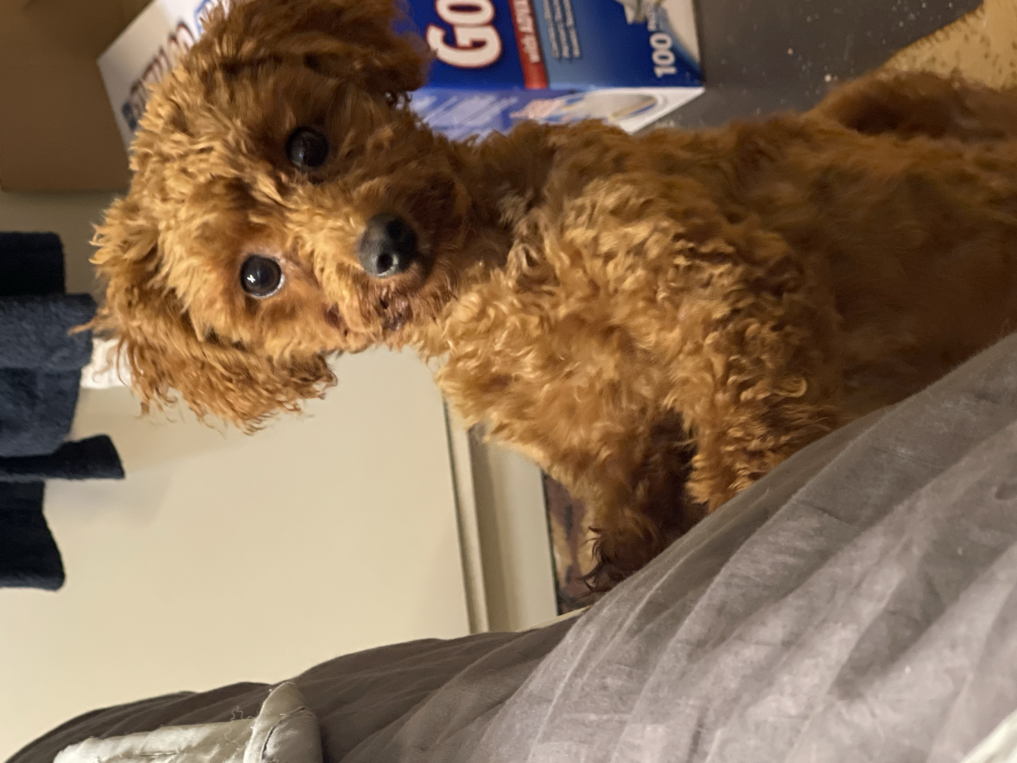 Toy poodle spotted on bedding in Sofia apartment
