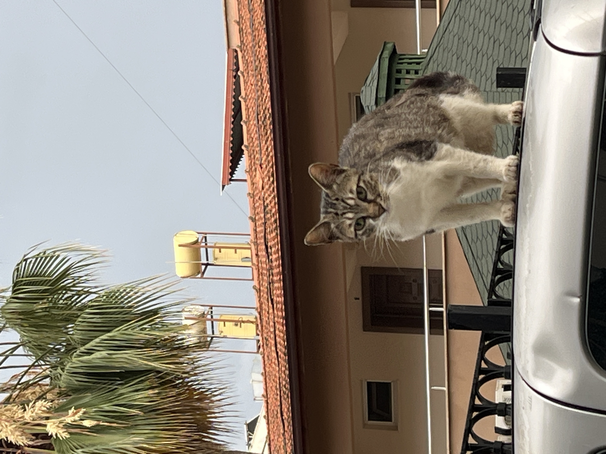 Morning cat sightings documented across Alanya residential areas