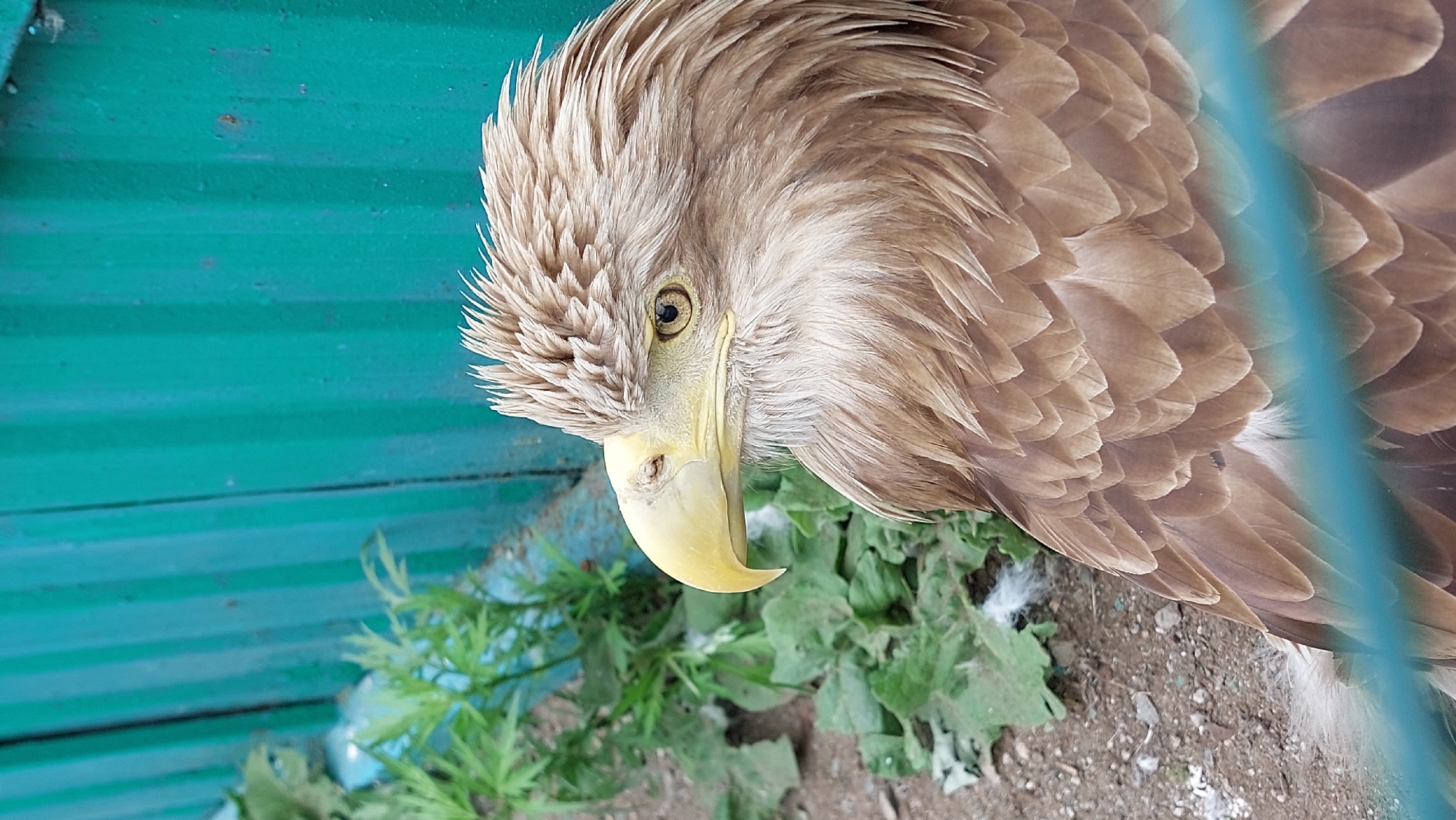 Wildlife sanctuary visit in Yelizovo captures local animal residents