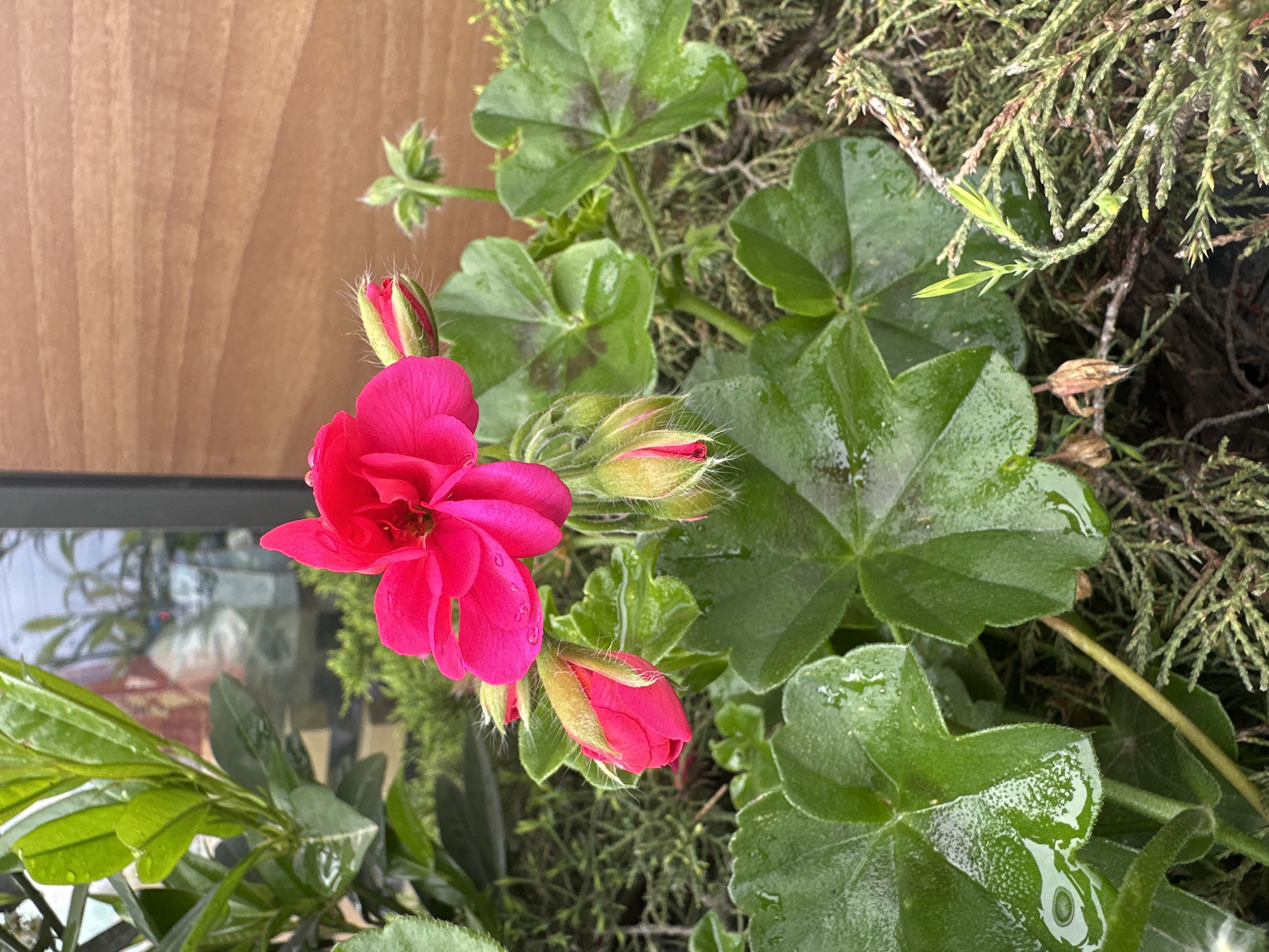 Morning dew photographed on garden flowers in Stavropol