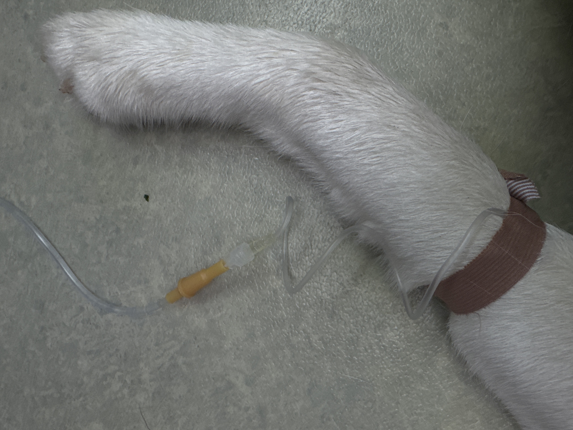 Animal receives IV treatment in Bar, Montenegro