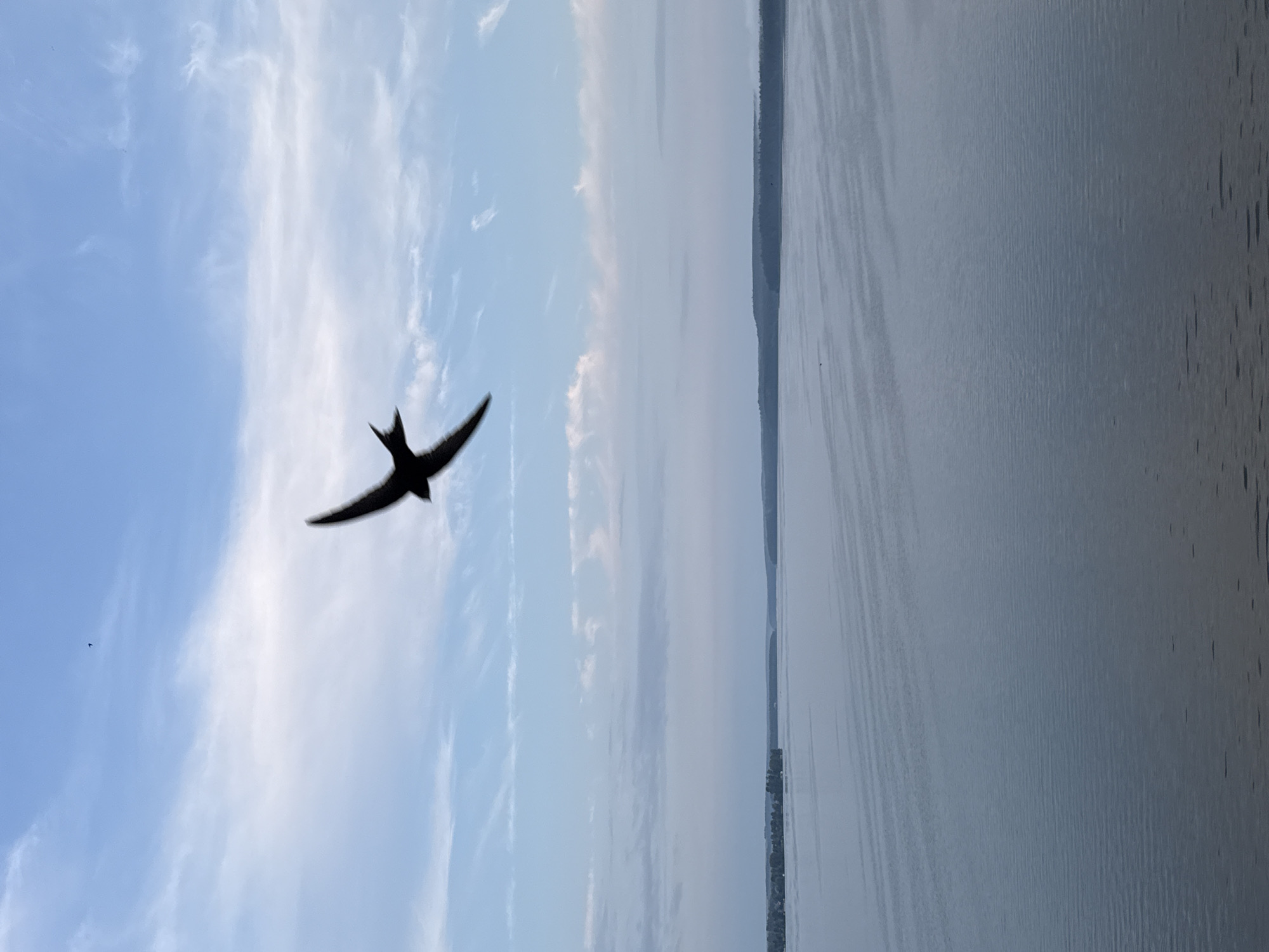 Swift in silhouette glides across a pale summer sky