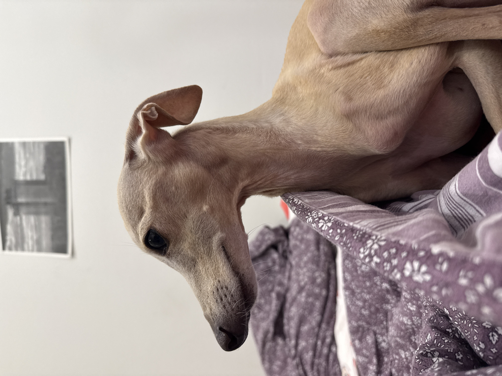 Italian Greyhounds and cats at rest in a Saint Petersburg home