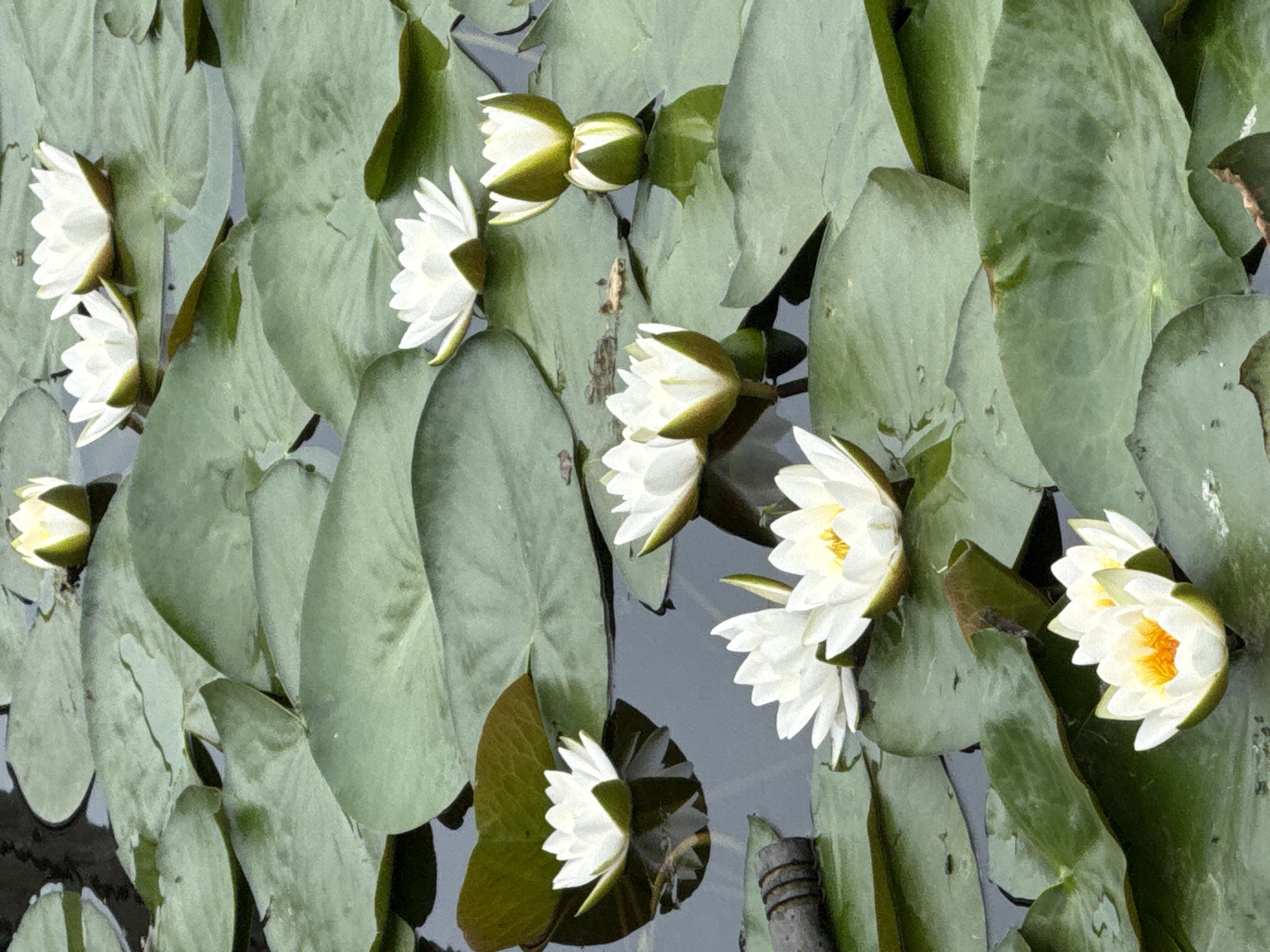 White water lilies in bloom on a Votkinsk pond