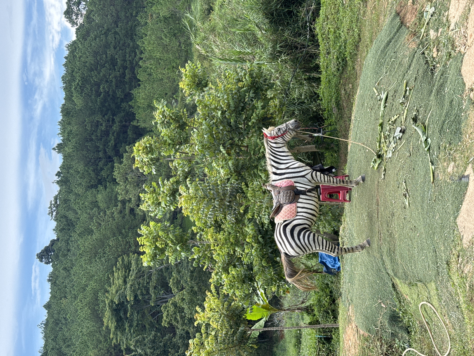 Zebra encounter and horse sculpture at Da Lat outdoor attraction