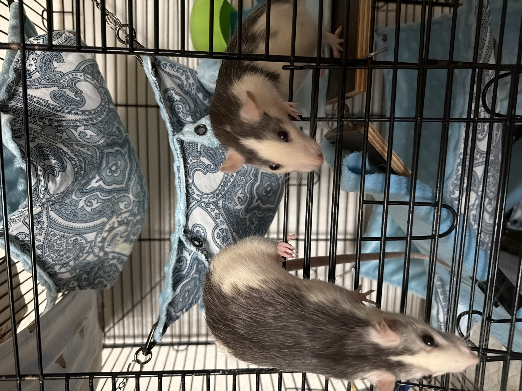 Daily life moments documented in Chaikovsky, Russia with pet rats