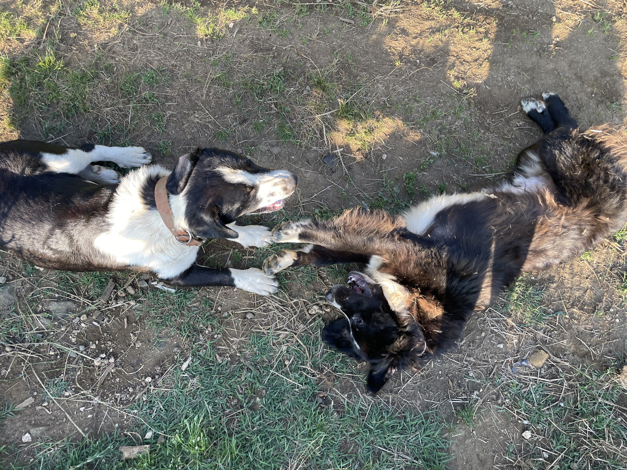 Animals play in rural Bulgarian countryside near Zlatograd