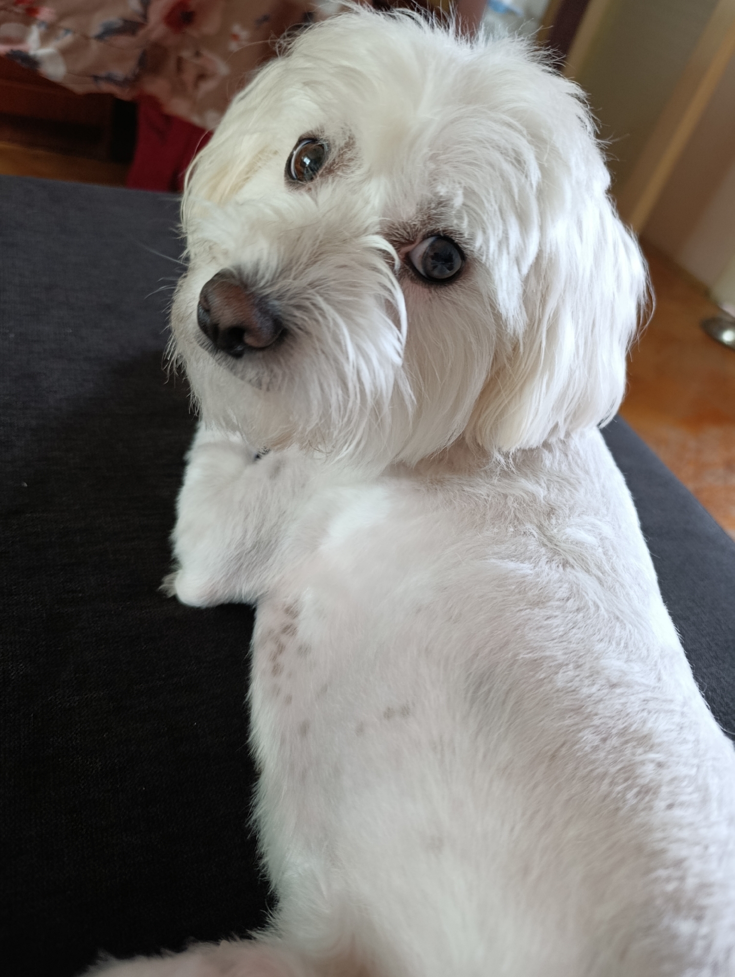 White Maltese dog rests on dark surface