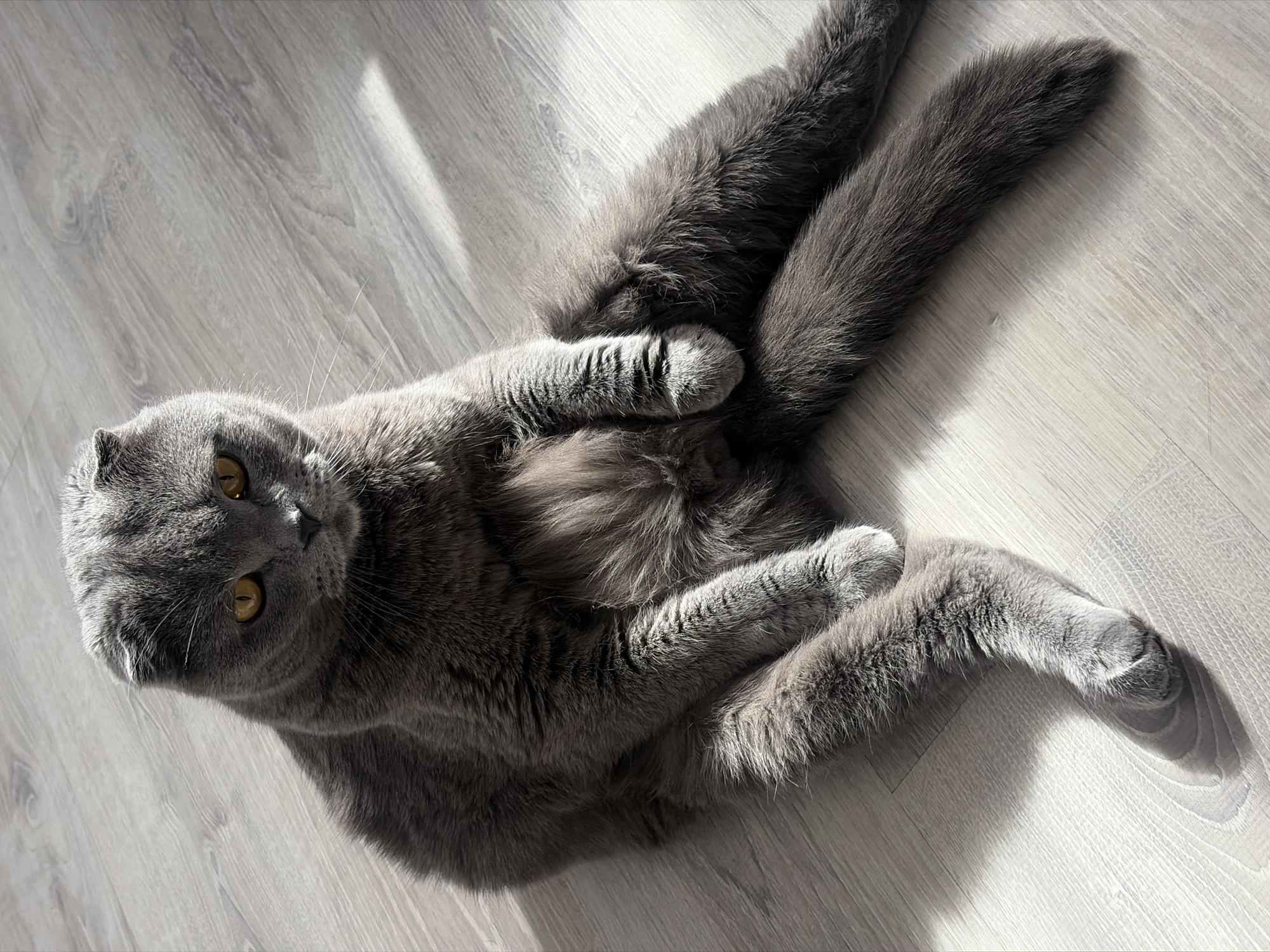 Scottish Fold cat plays with owner in Saint Petersburg apartment