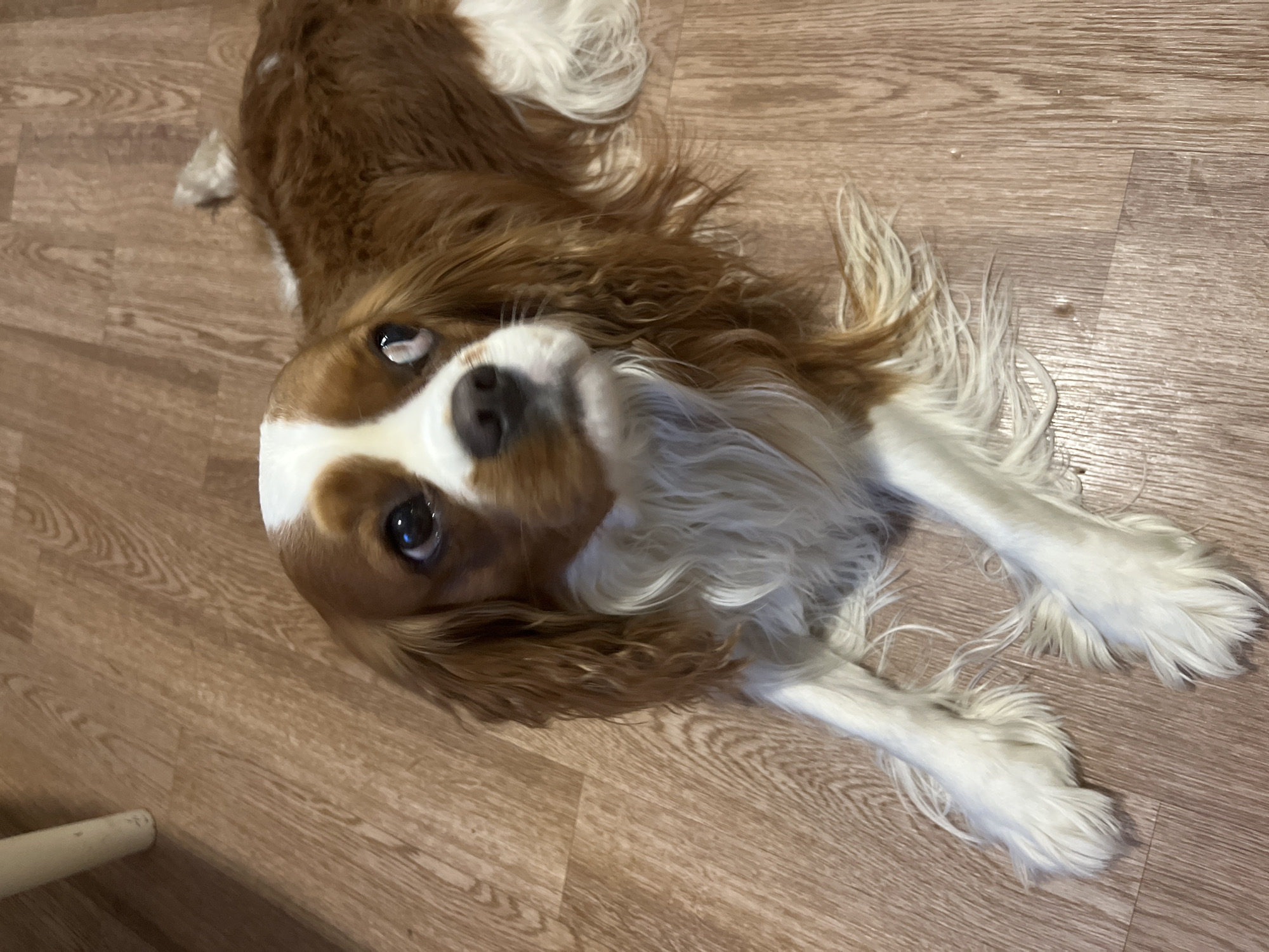 Cavalier King Charles Spaniel photographed on wooden floor in Russia