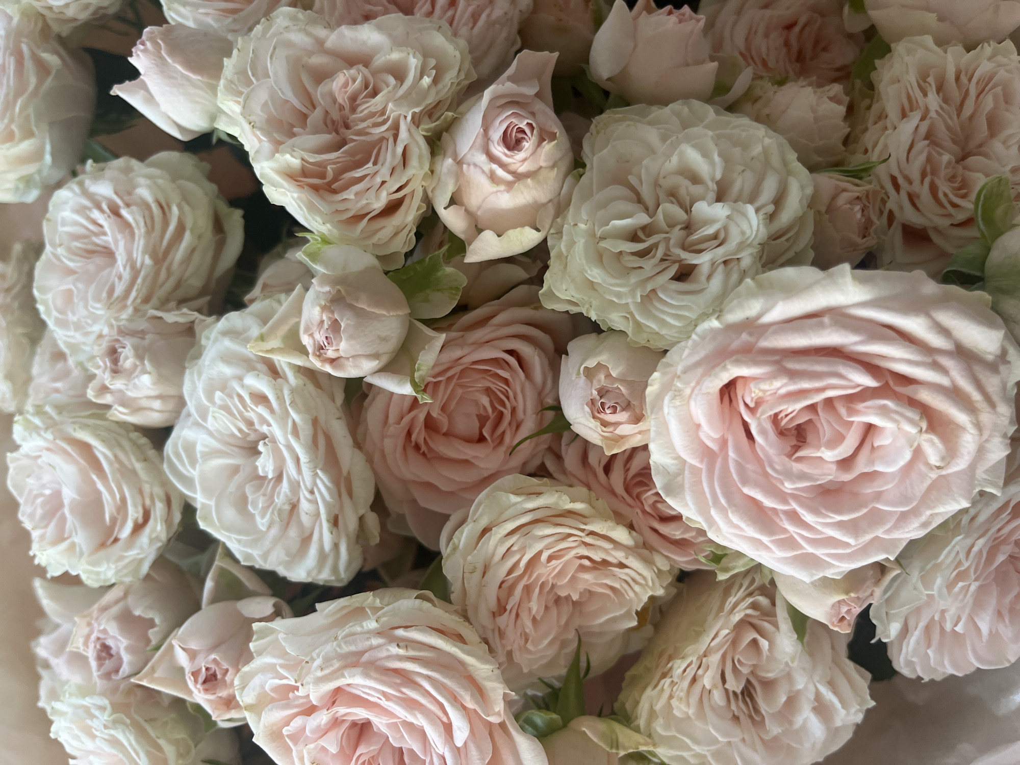 Garden flowers and plants documented in afternoon botanical survey