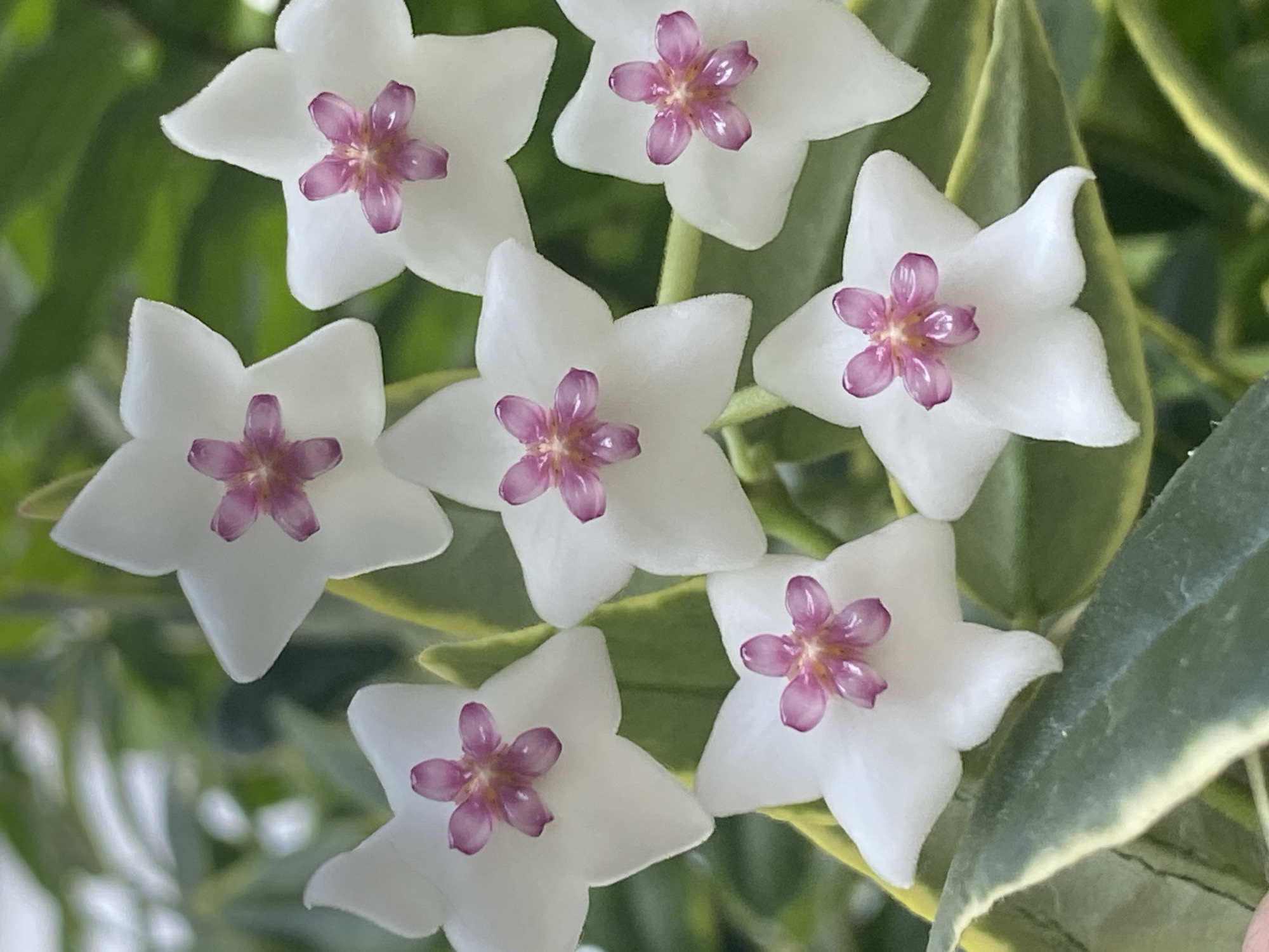 White star-shaped flowers with pink centers in close-up bloom