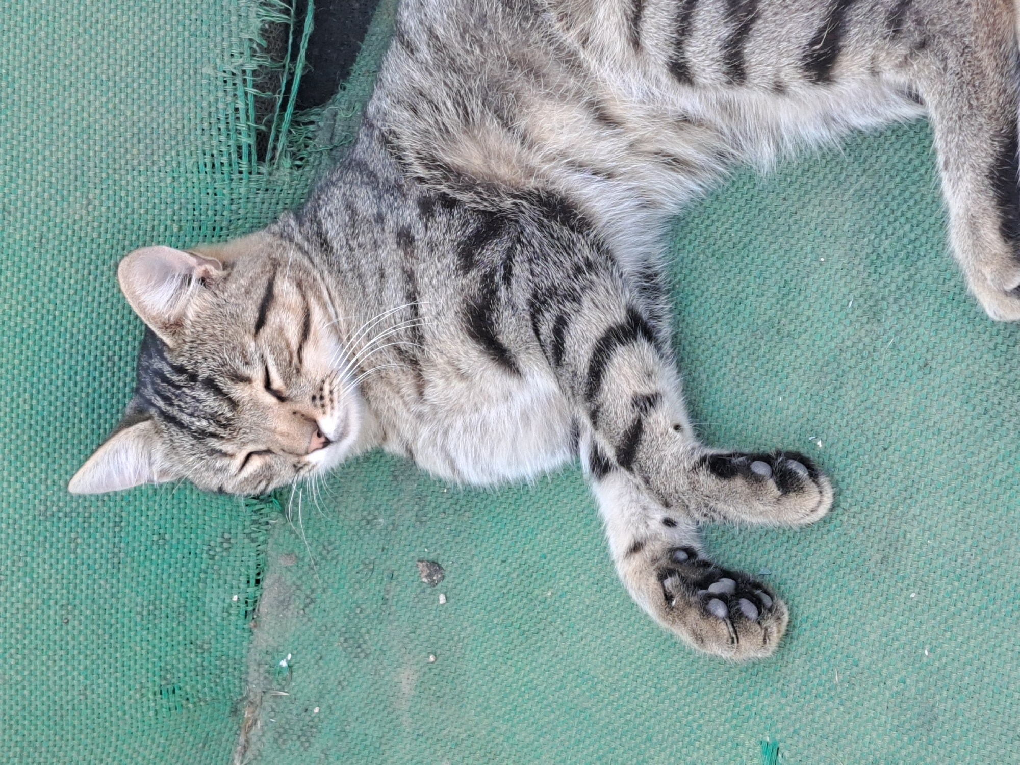 Cats sleeping in rural Vypasne on a summer afternoon