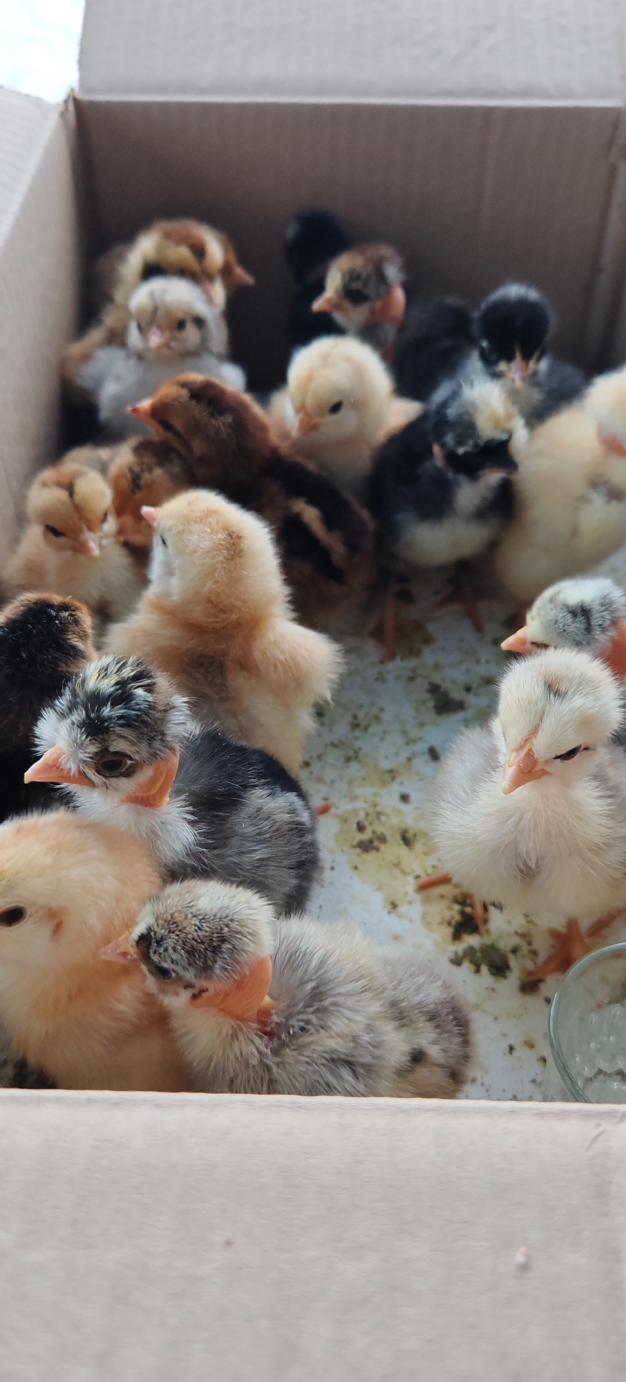 Colorful baby chicks in containers at Altayskoye farm