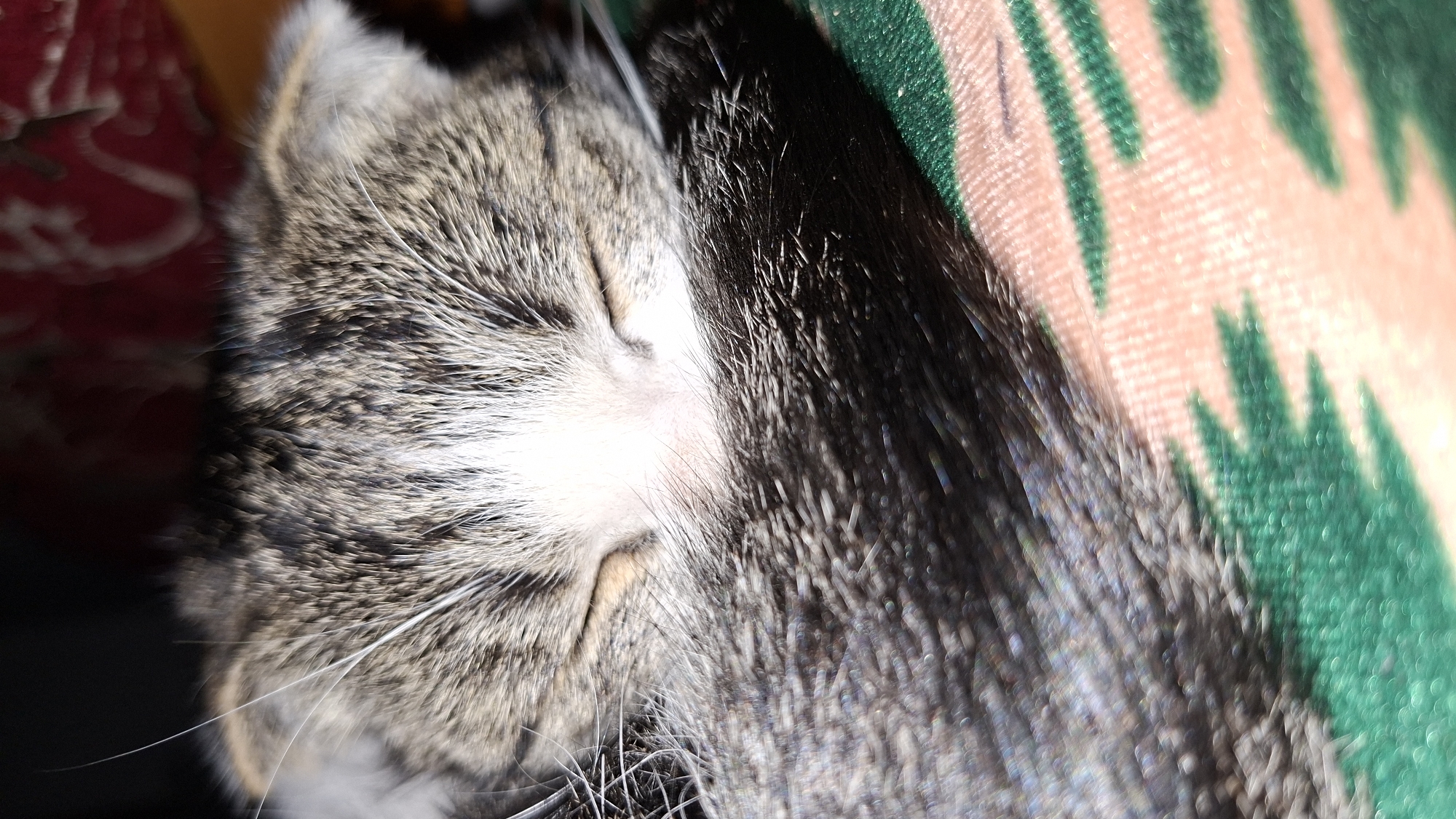 Tabby cat photographed sleeping on patterned fabric surfaces