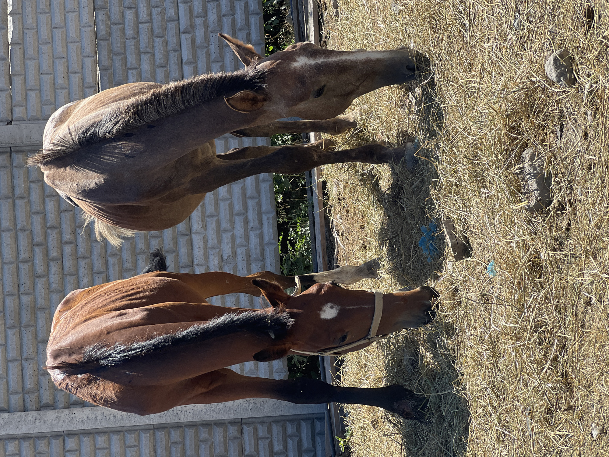 Young horses in a dusty Kyrgyz yard on a summer morning