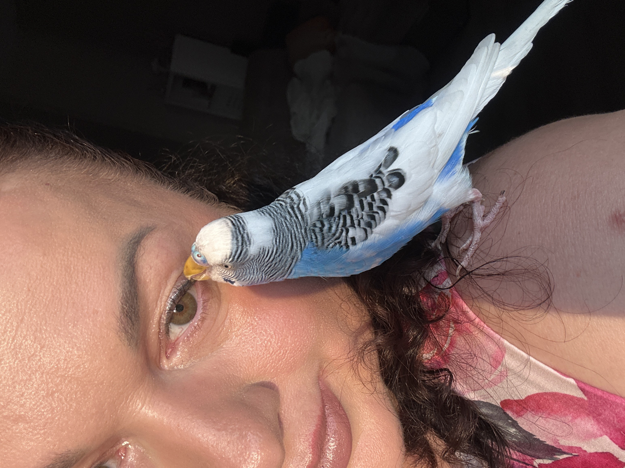 Friendly budgie hangs out up close in Omsk