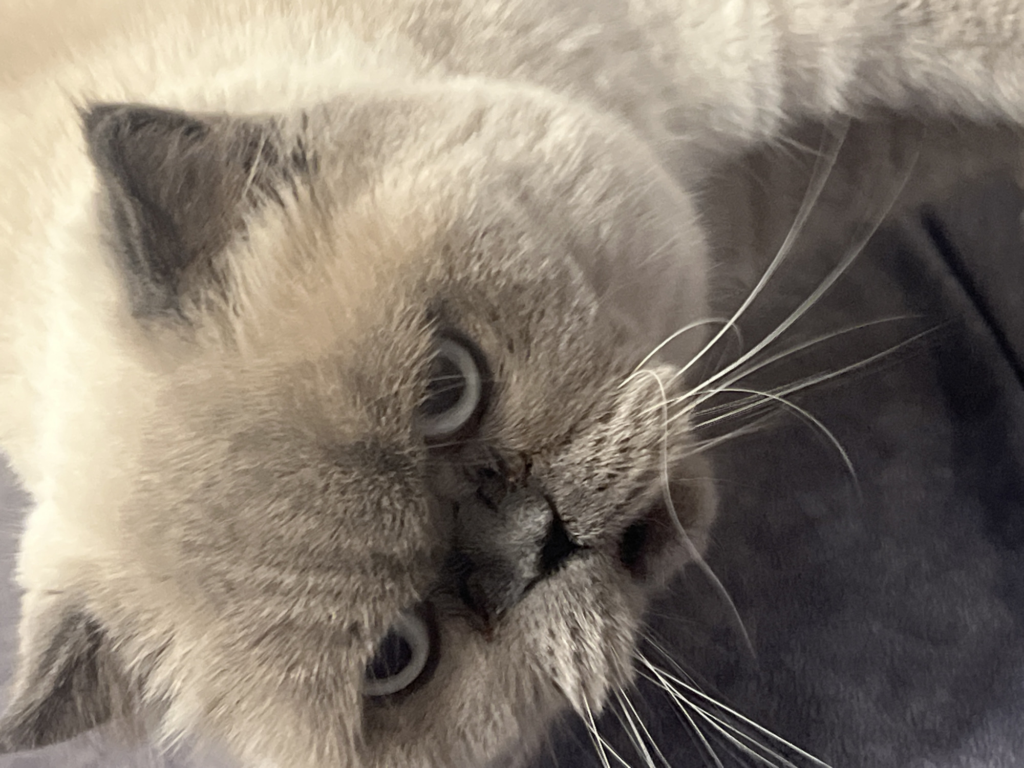 Lazy summer afternoon at home: cat, garden, and small details
