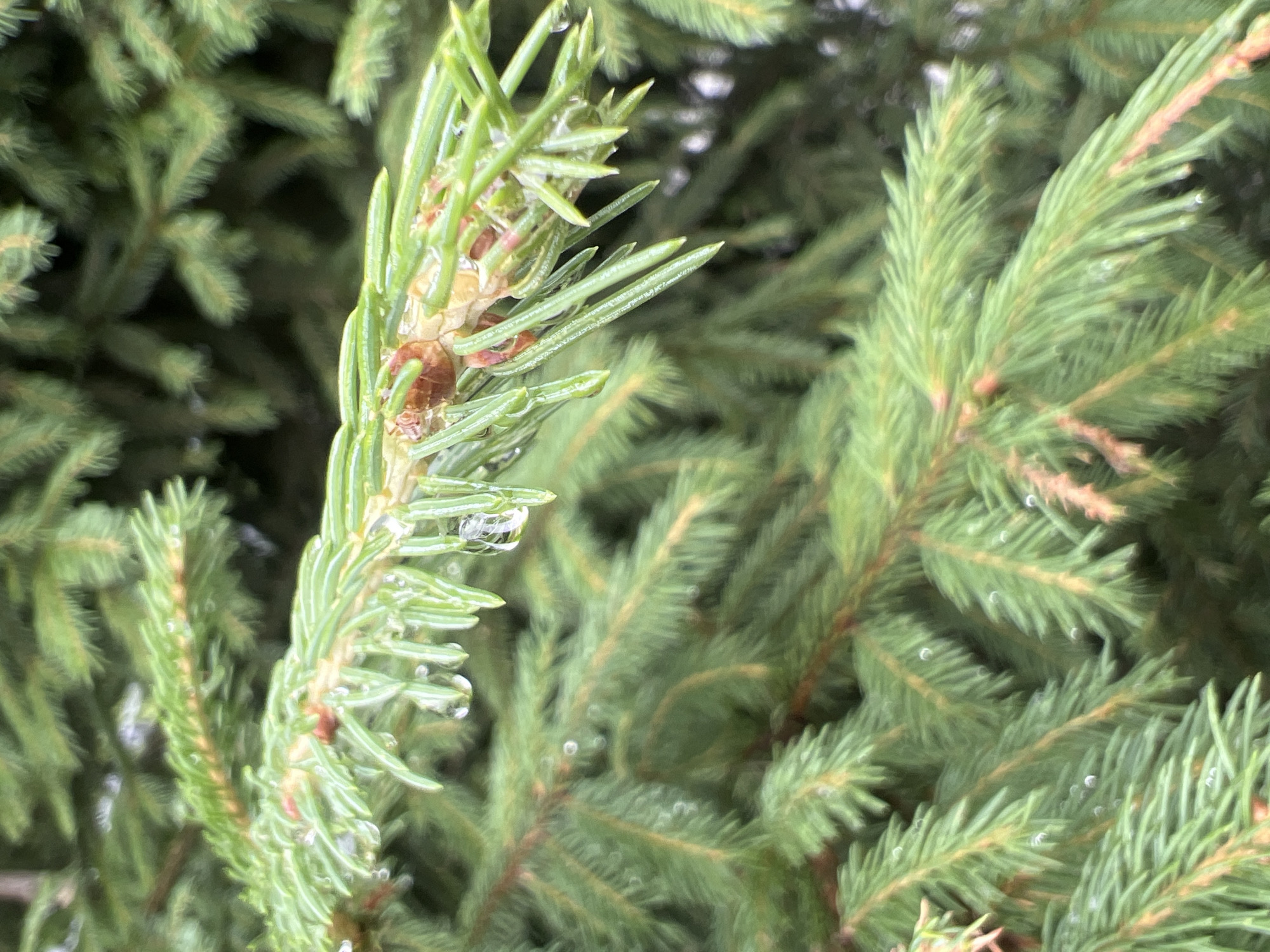 Dew-covered spruce branches in a Russian forest morning