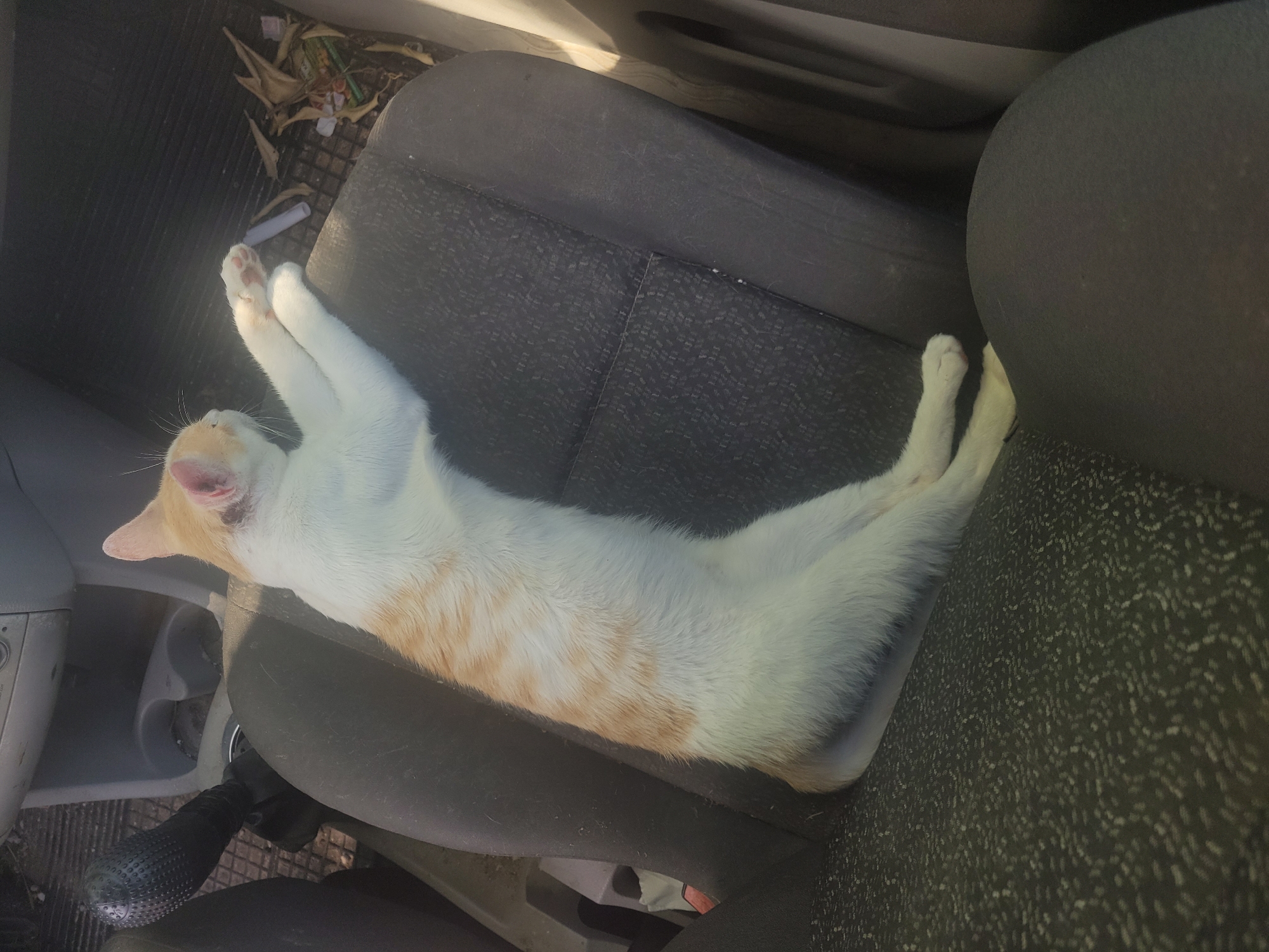 Tabby cat spotted resting in cluttered vehicle passenger seat