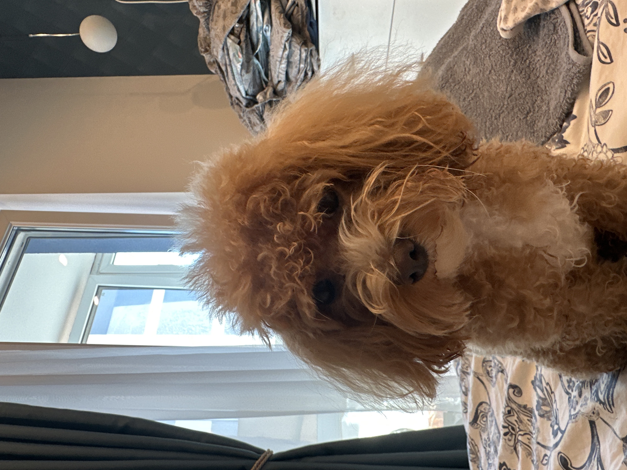 Brown poodle's bath day, Minsk apartment
